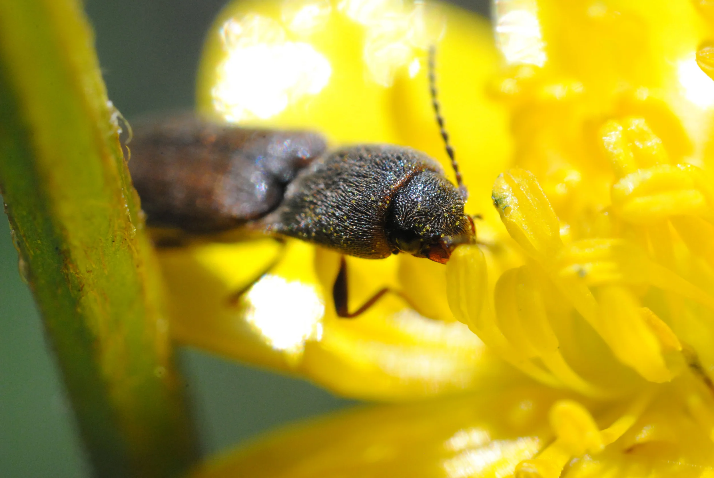 "Click Beetle"