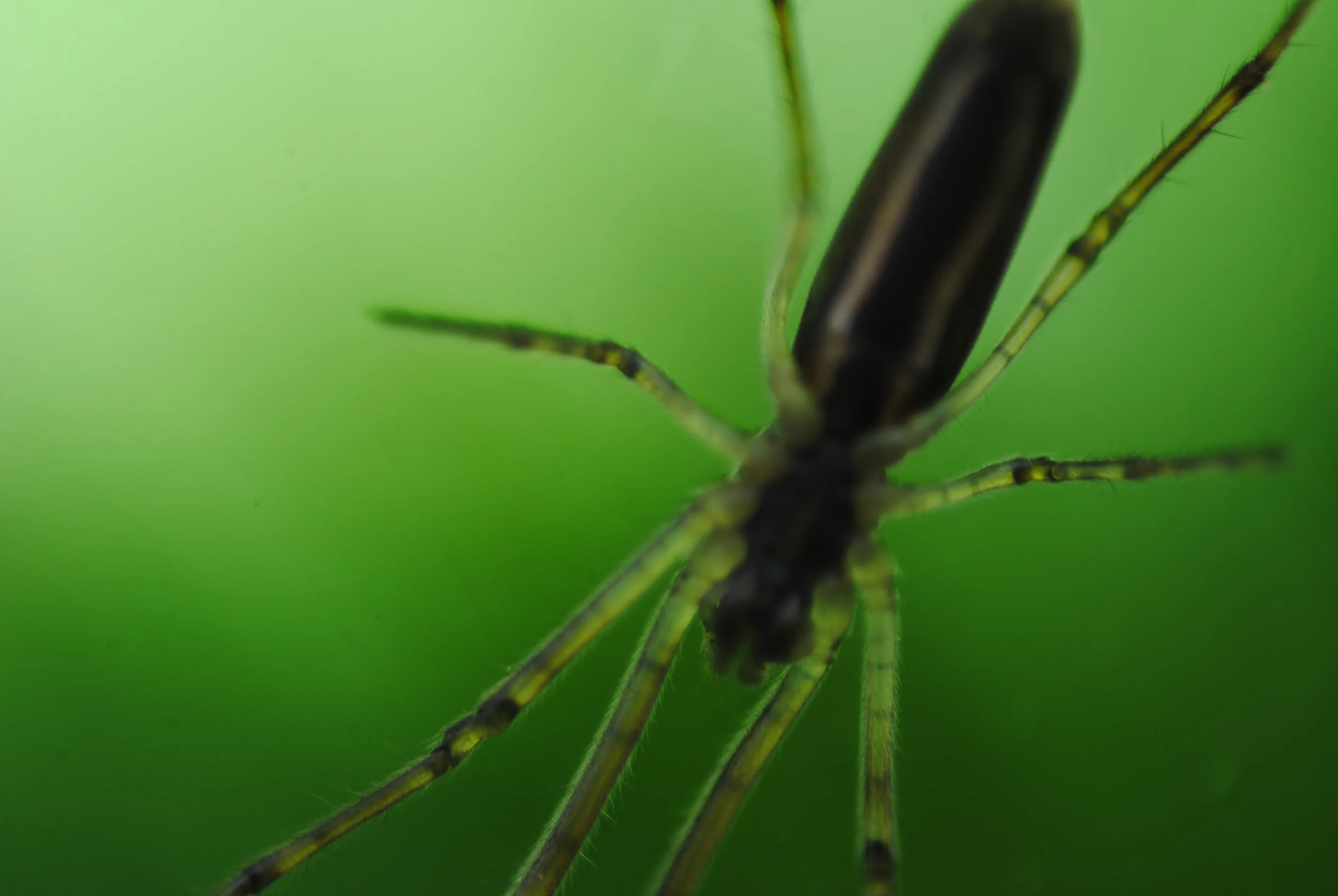 "Spider"