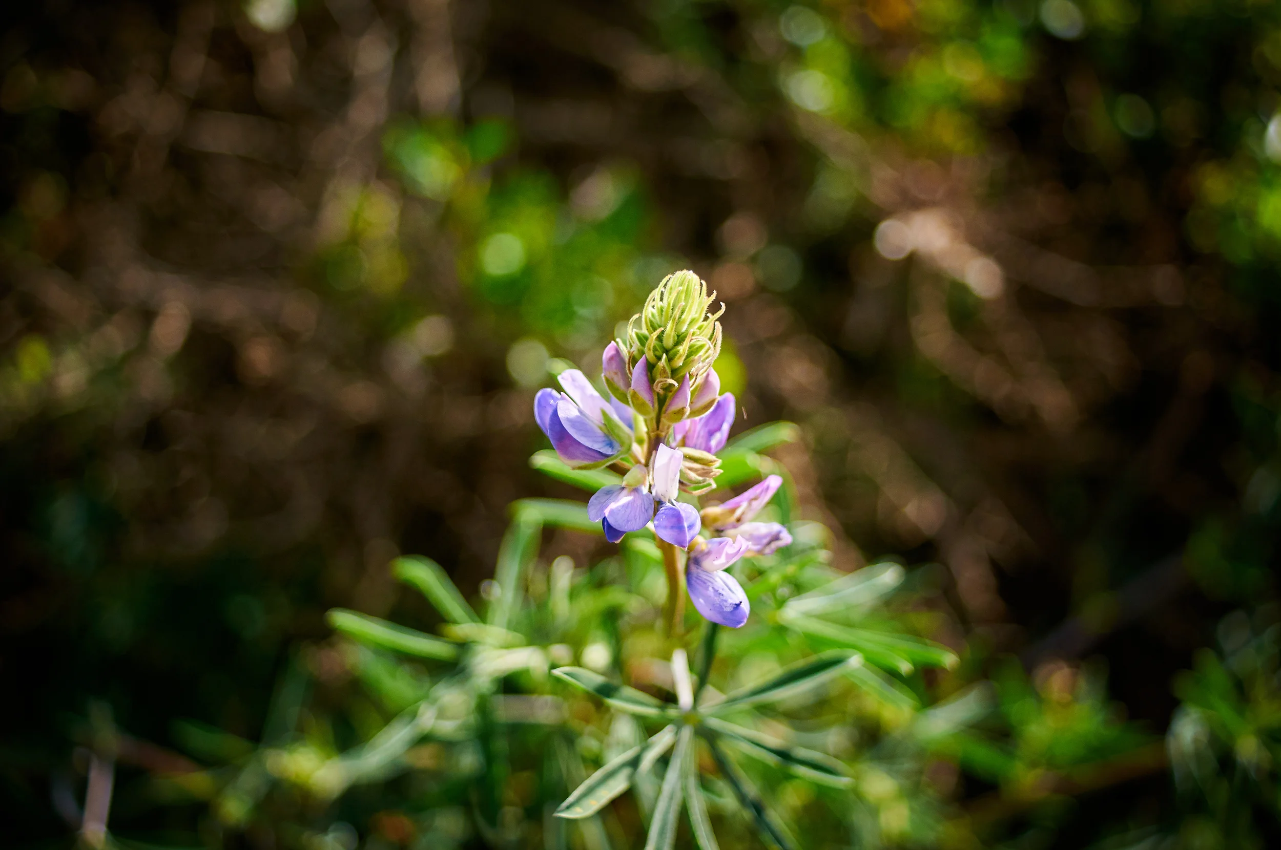 "Lupine"