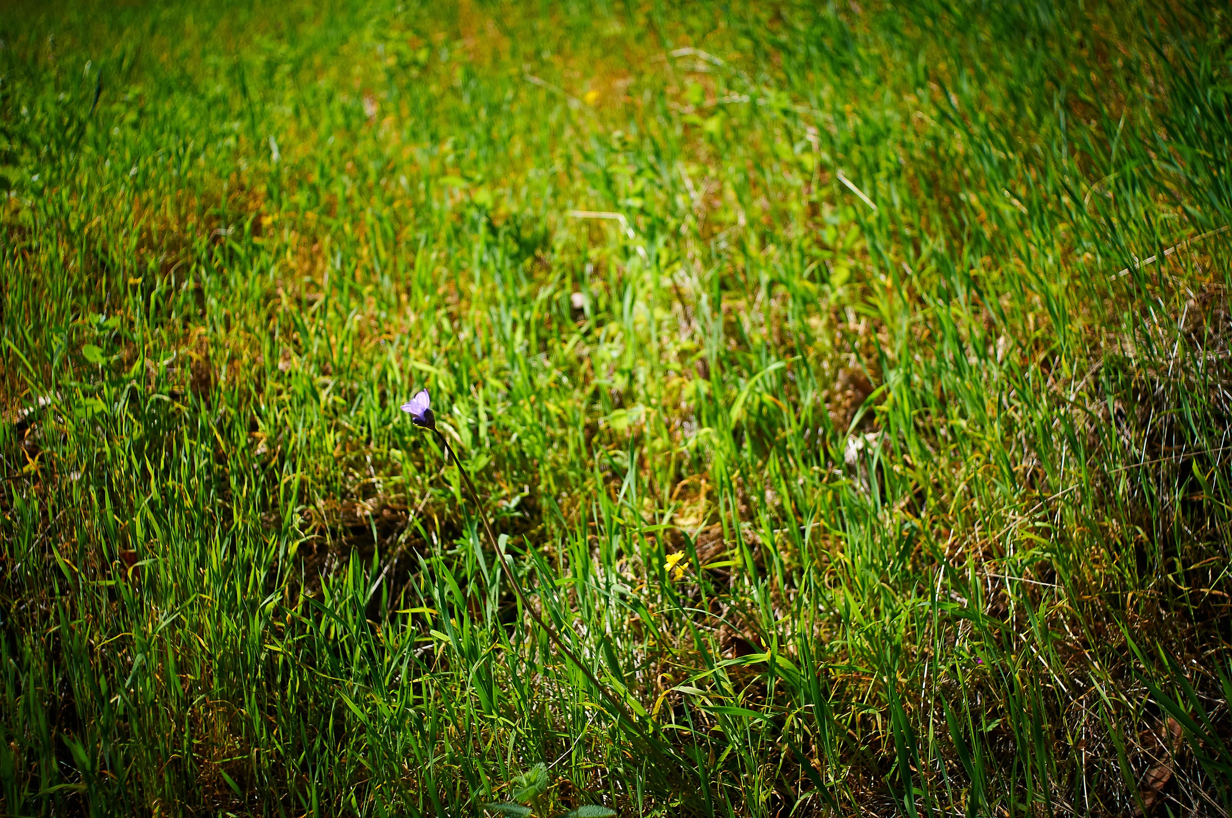 Matt Davis Trail Mt. Tamalpais, California D300 18mm-55mm Nikon len