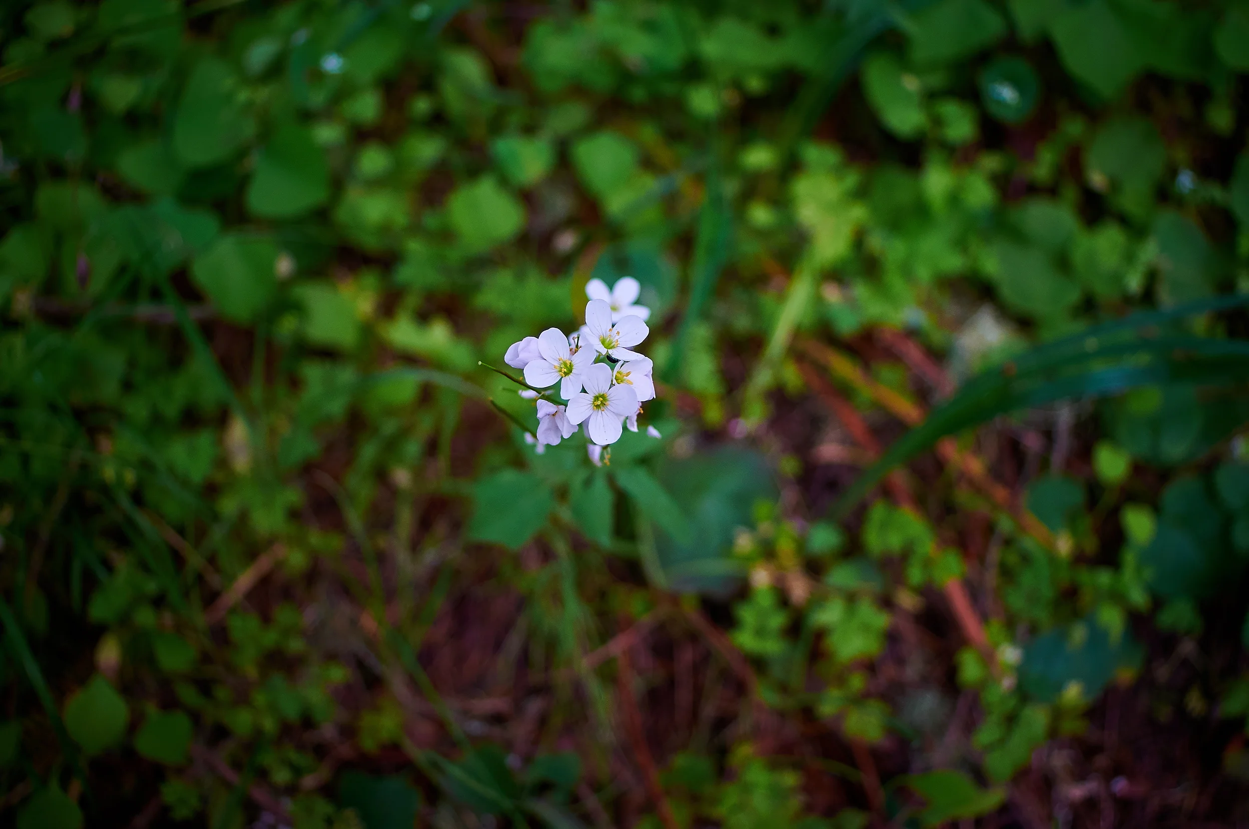 "Cuckoo Flower"