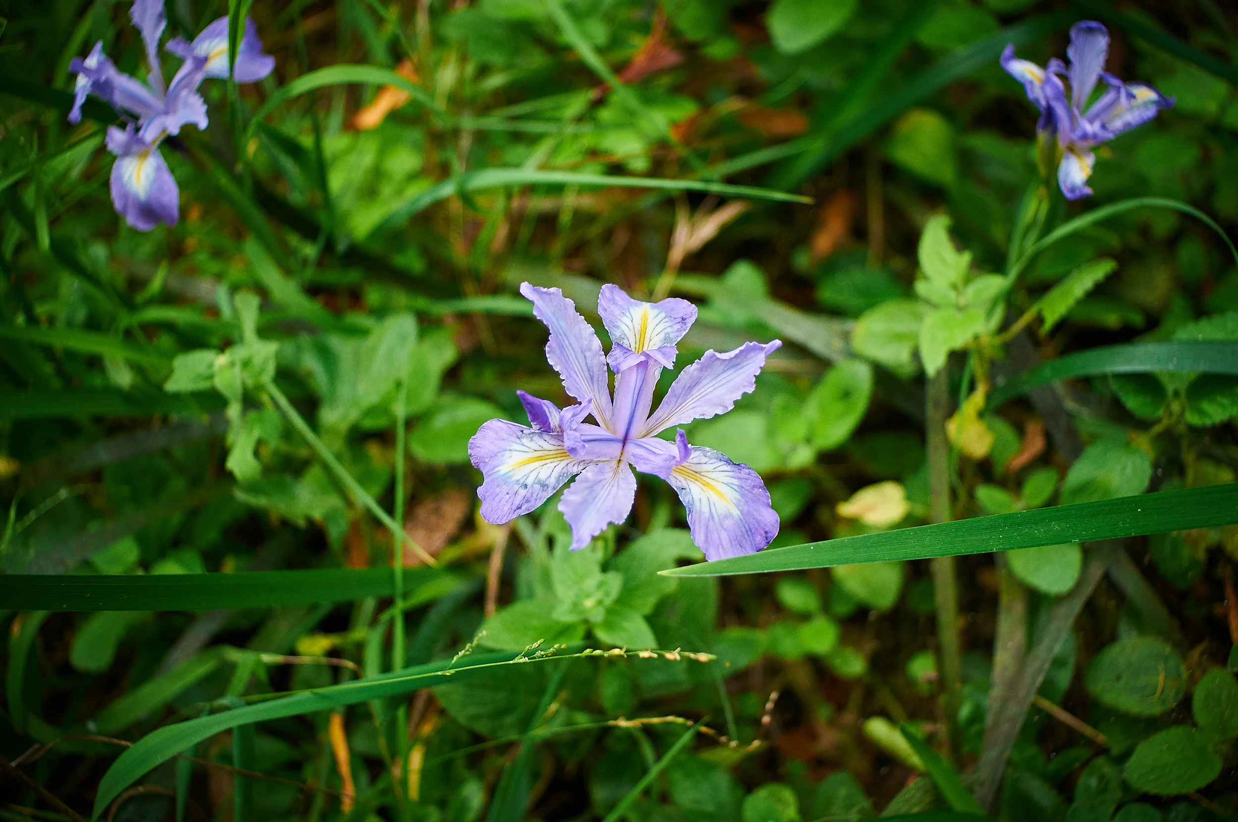 "Douglas Iris"