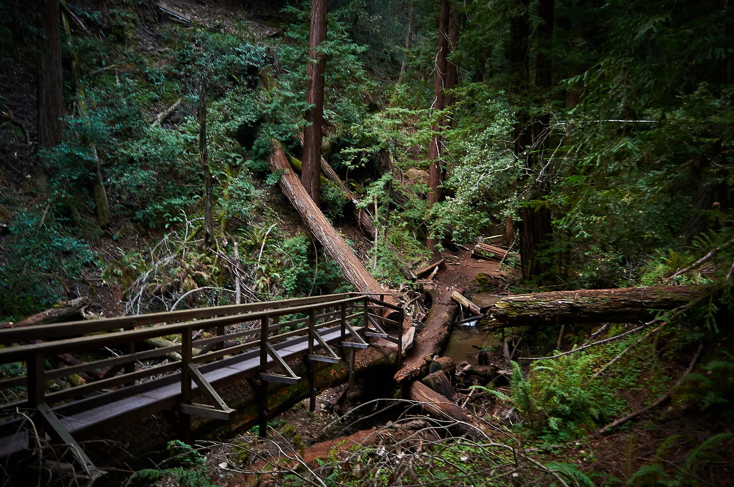 "The Lost Trail Tree Bridge"