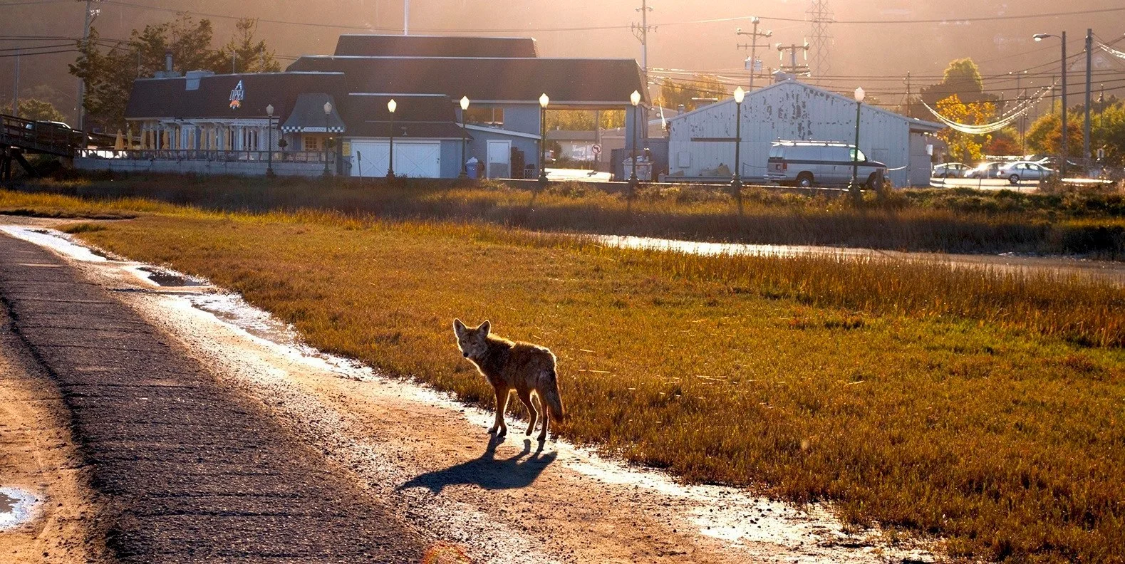 "Coyote behind the Dipsea Cafe"