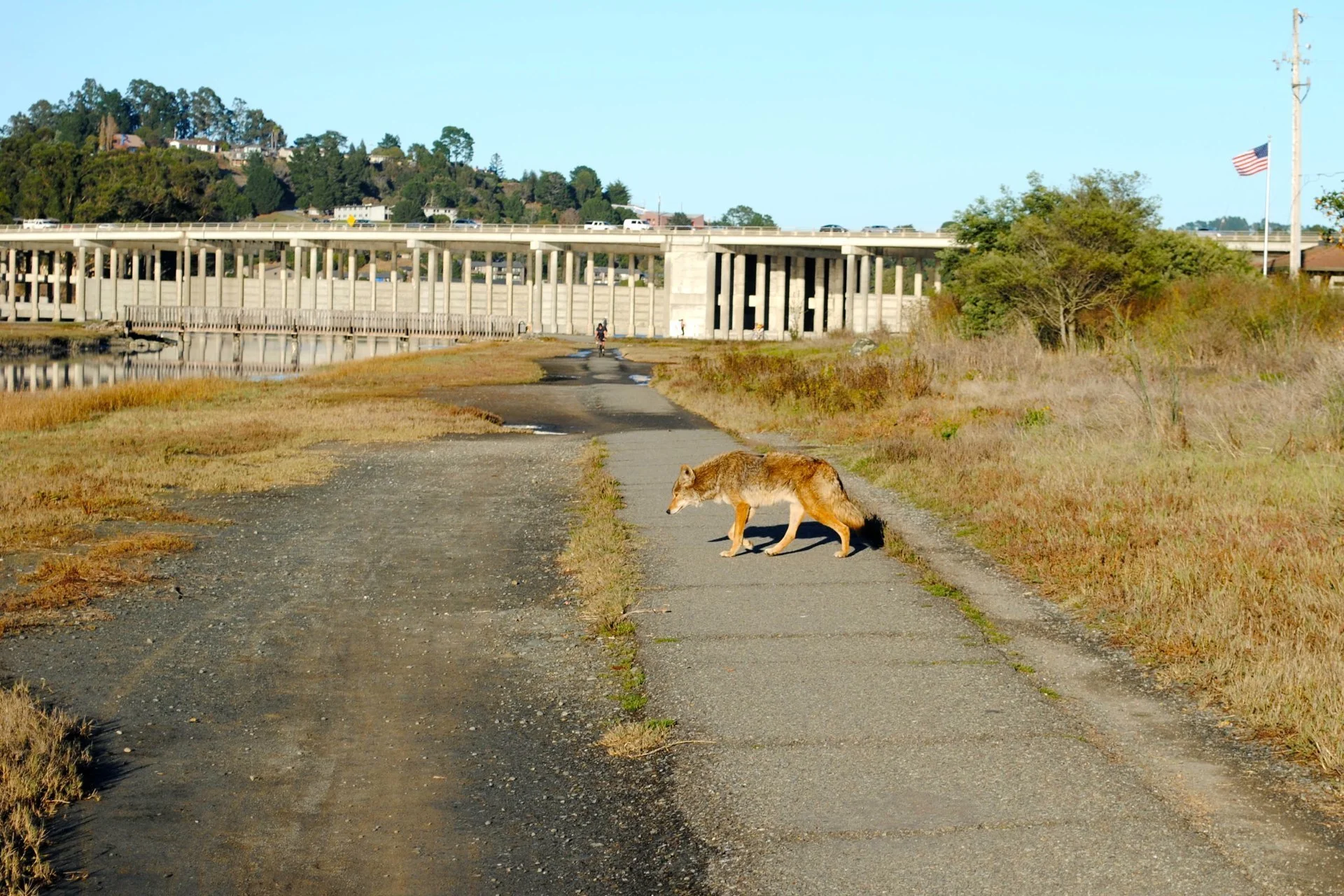 "Coyote behind the Dipsea Cafe"