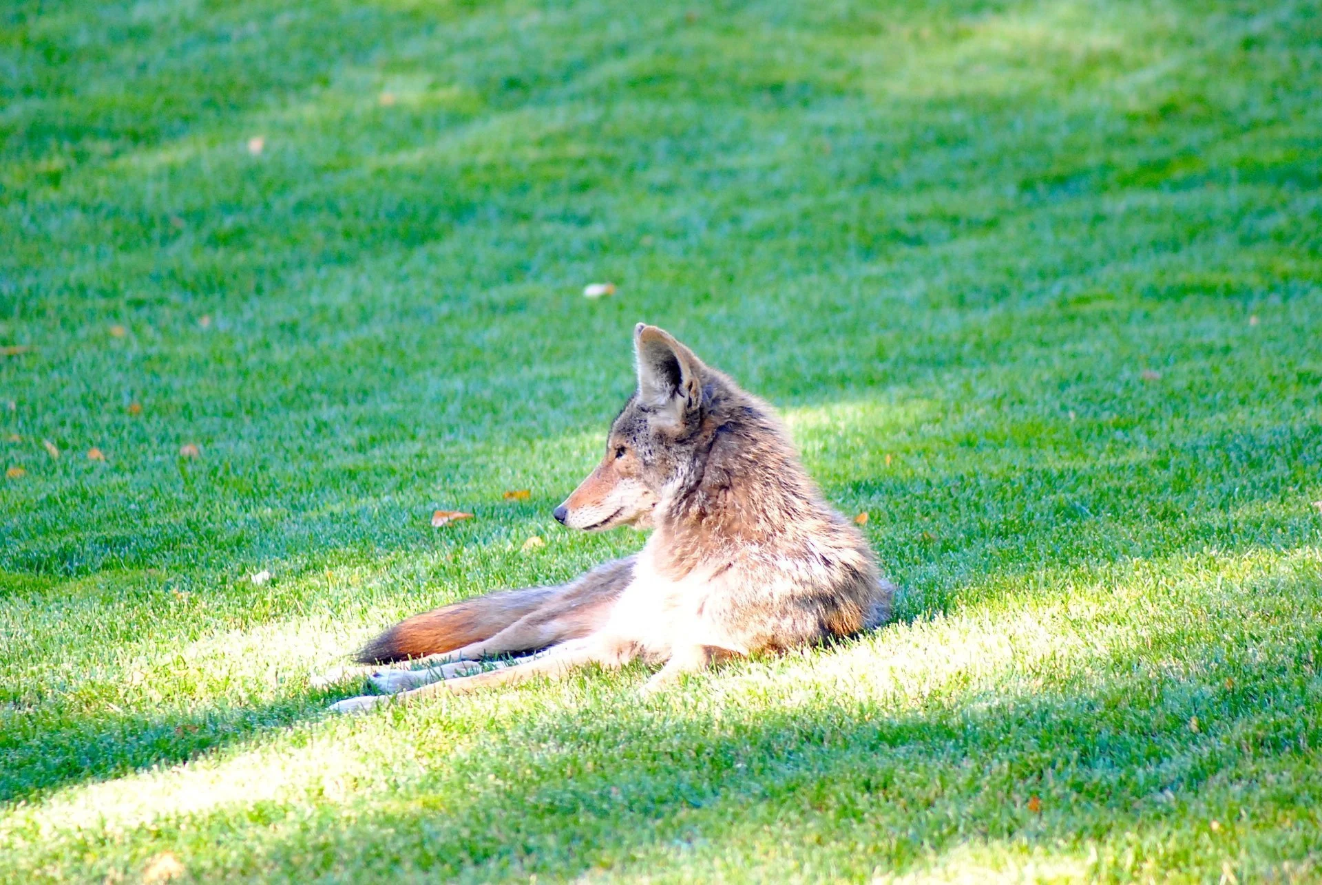 "Coyote on Lawn"