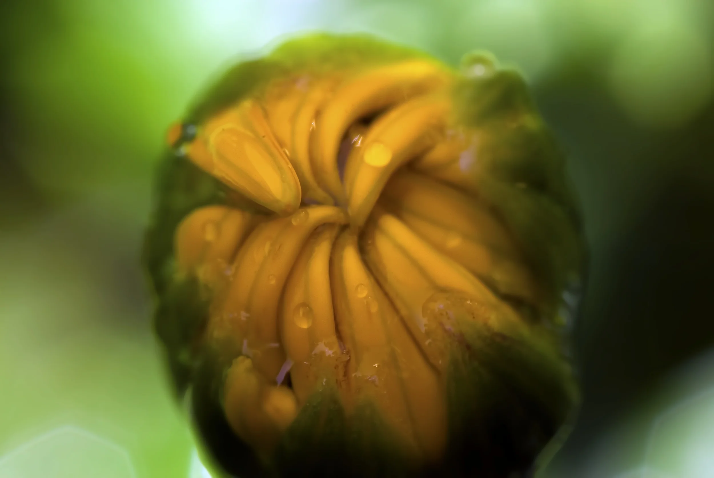 "Daisy Bush"