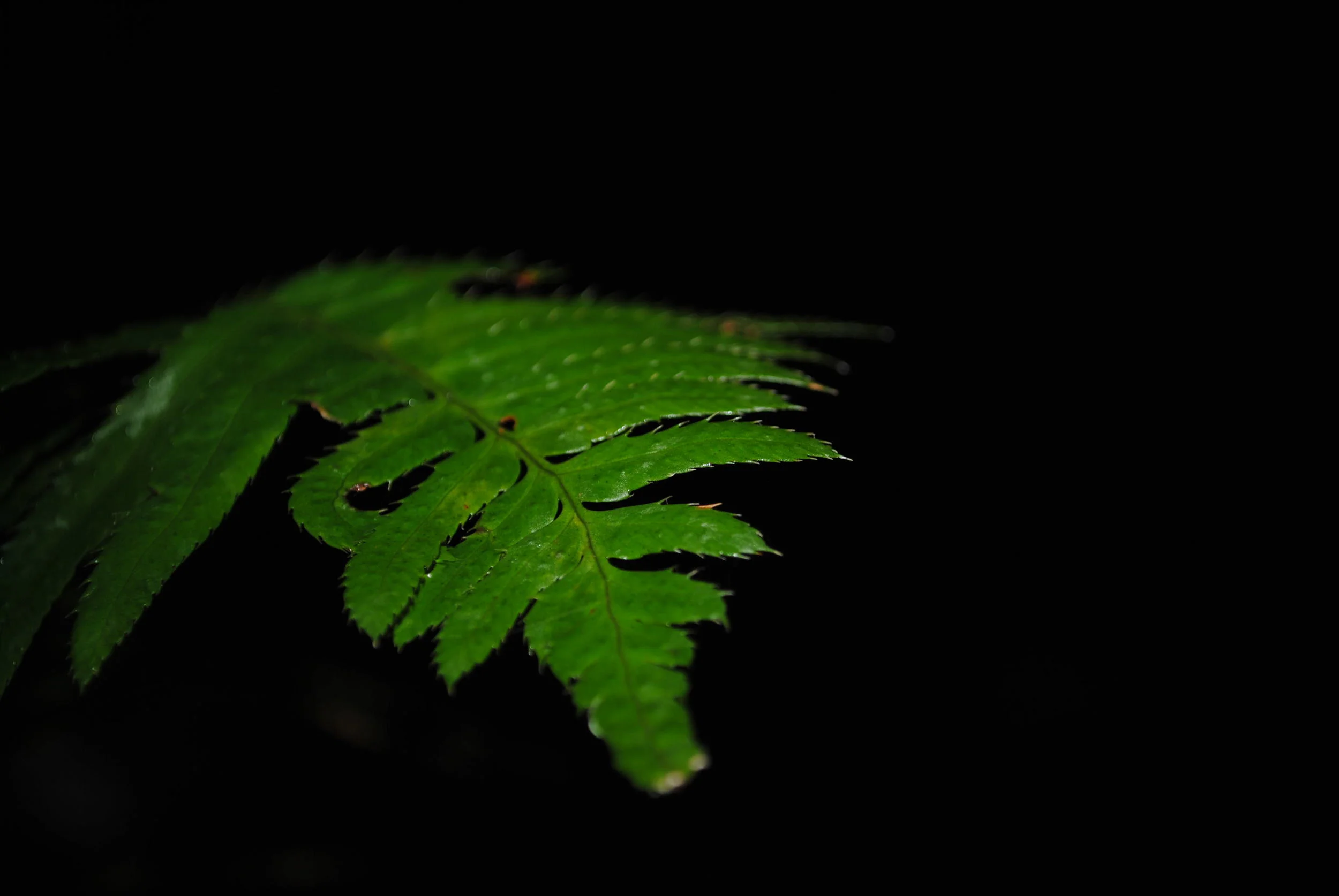 "Waterfall Fern"