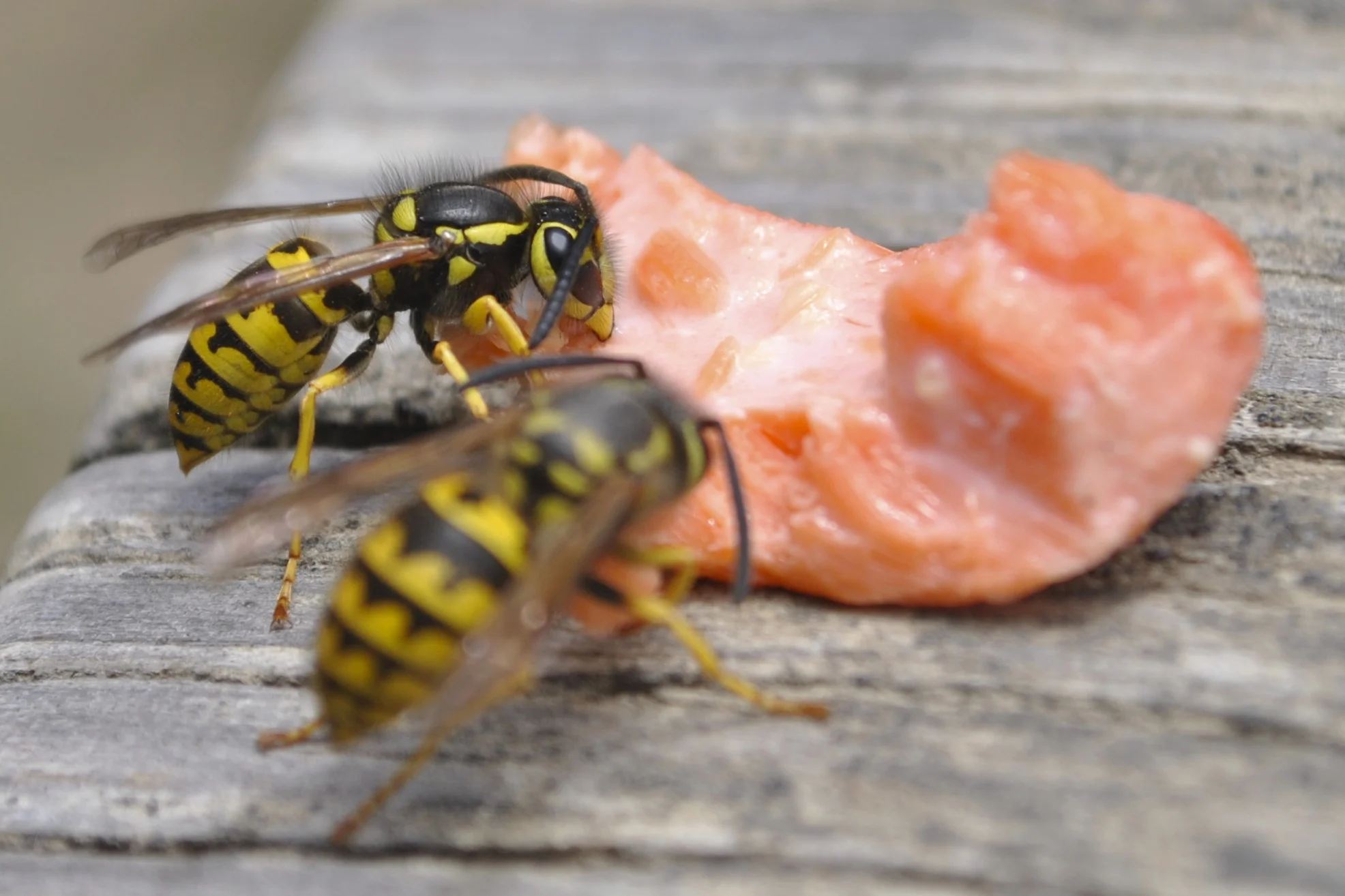 "Wasps Eating Salmon"