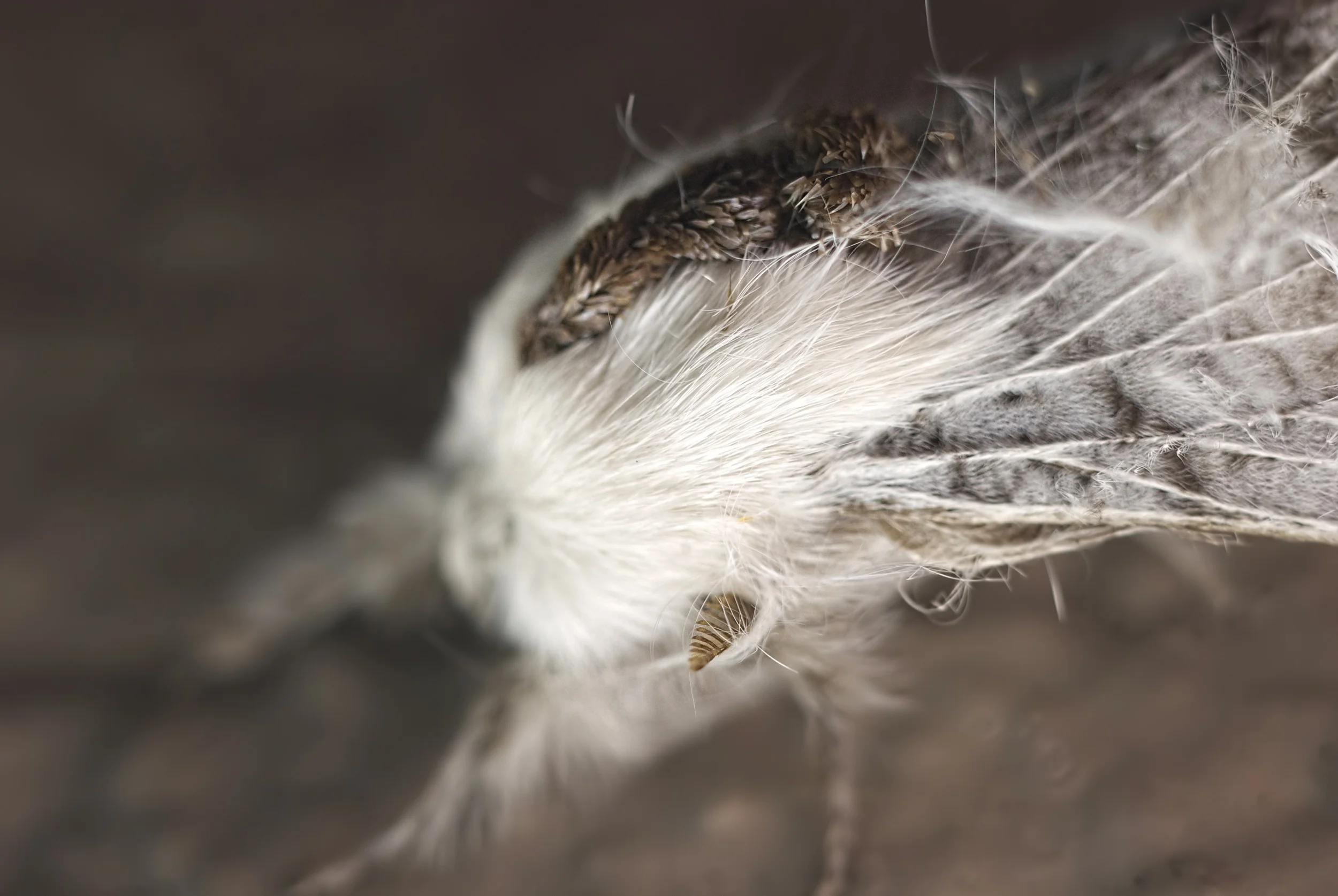 "Large Tolype Moth"
