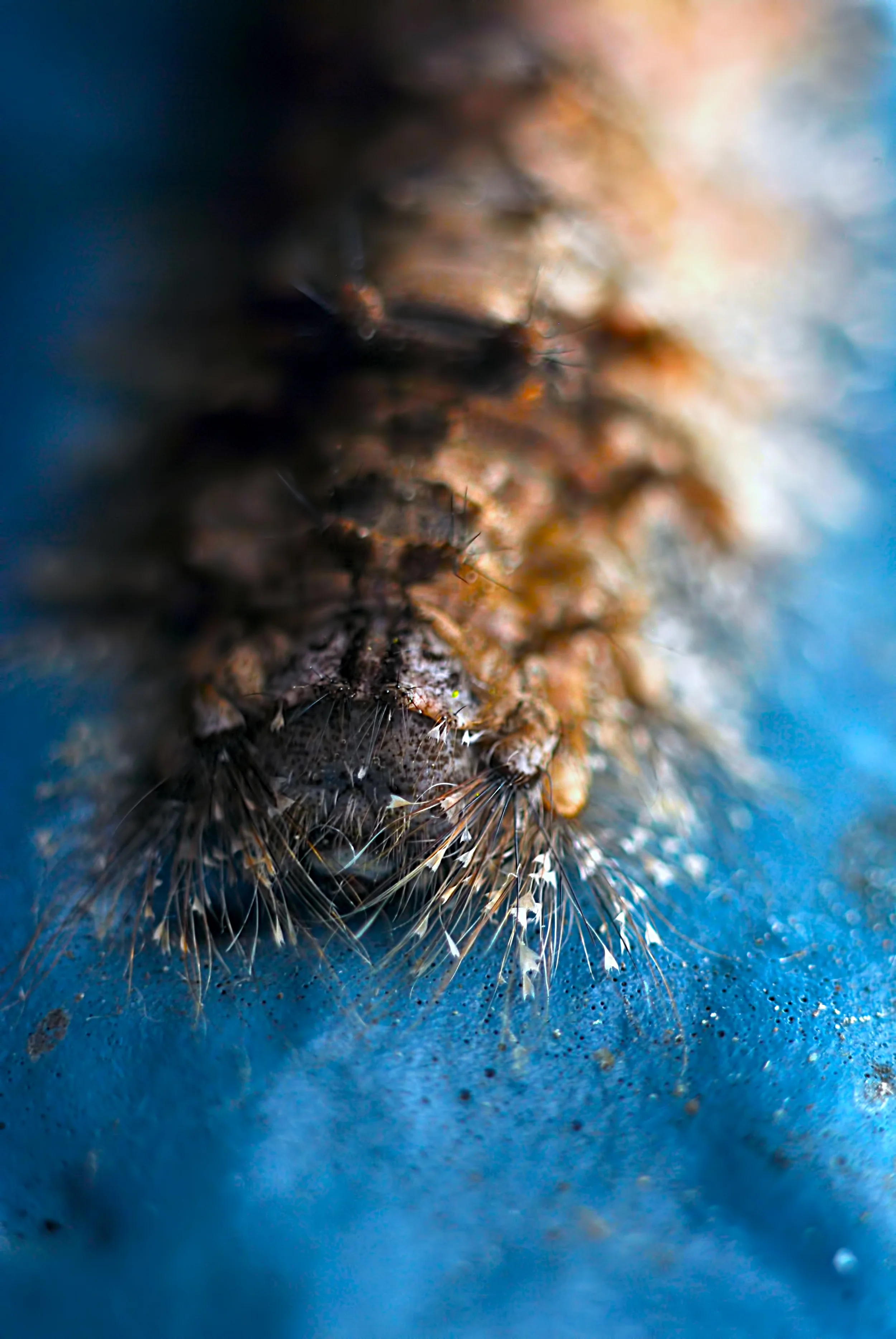 "Caterpillar Cocooning"