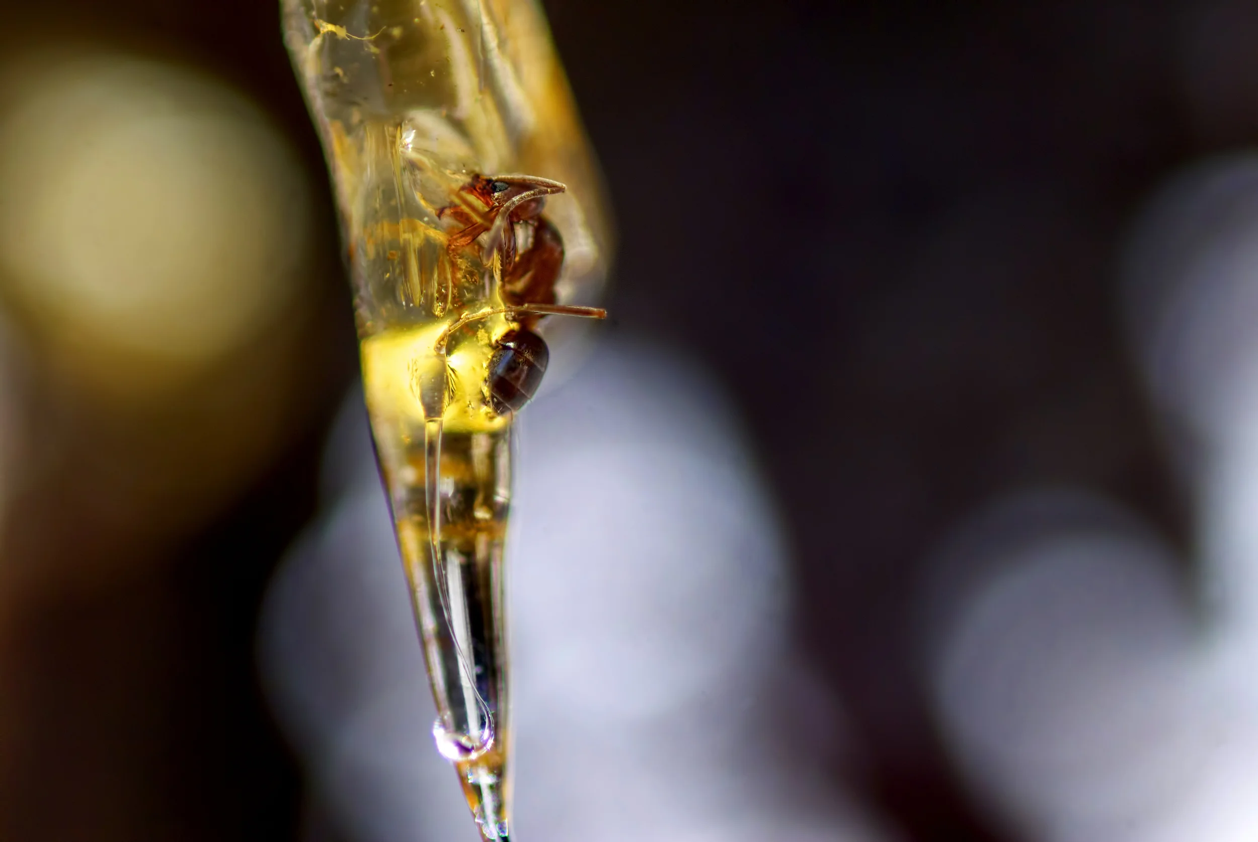'Ant Trapped in Tree Sap"
