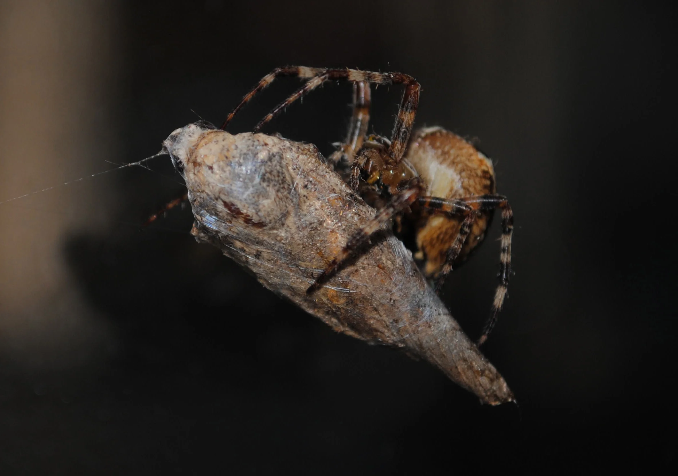 "Spider Cocooning Moth"