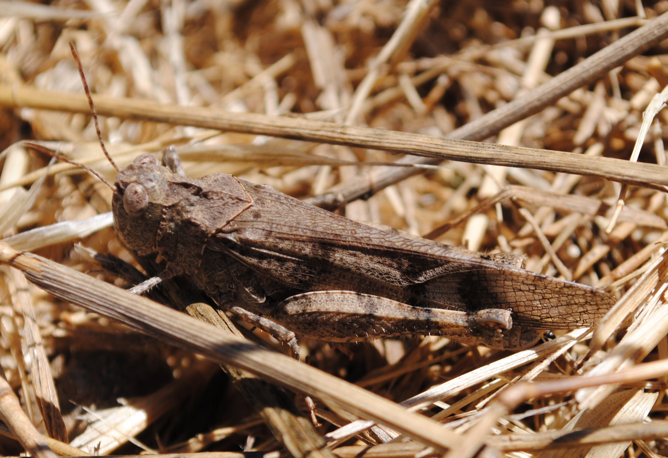 "Grasshopper"