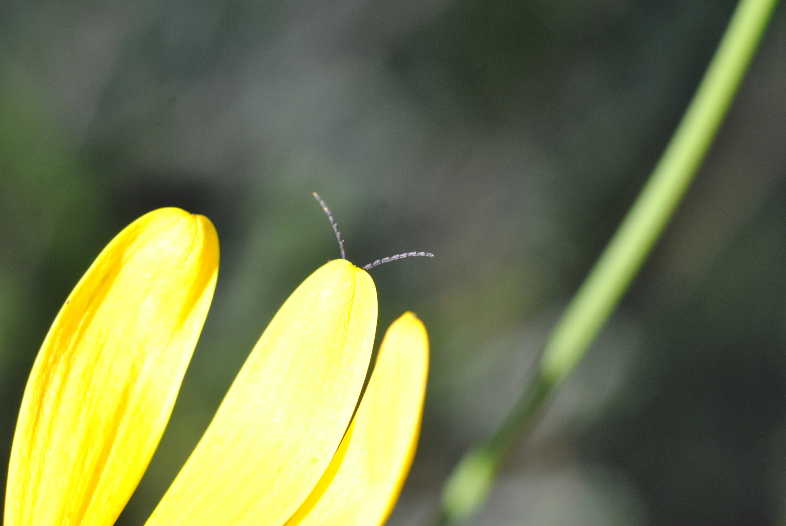 "Cucumber Beetles Antennae" 