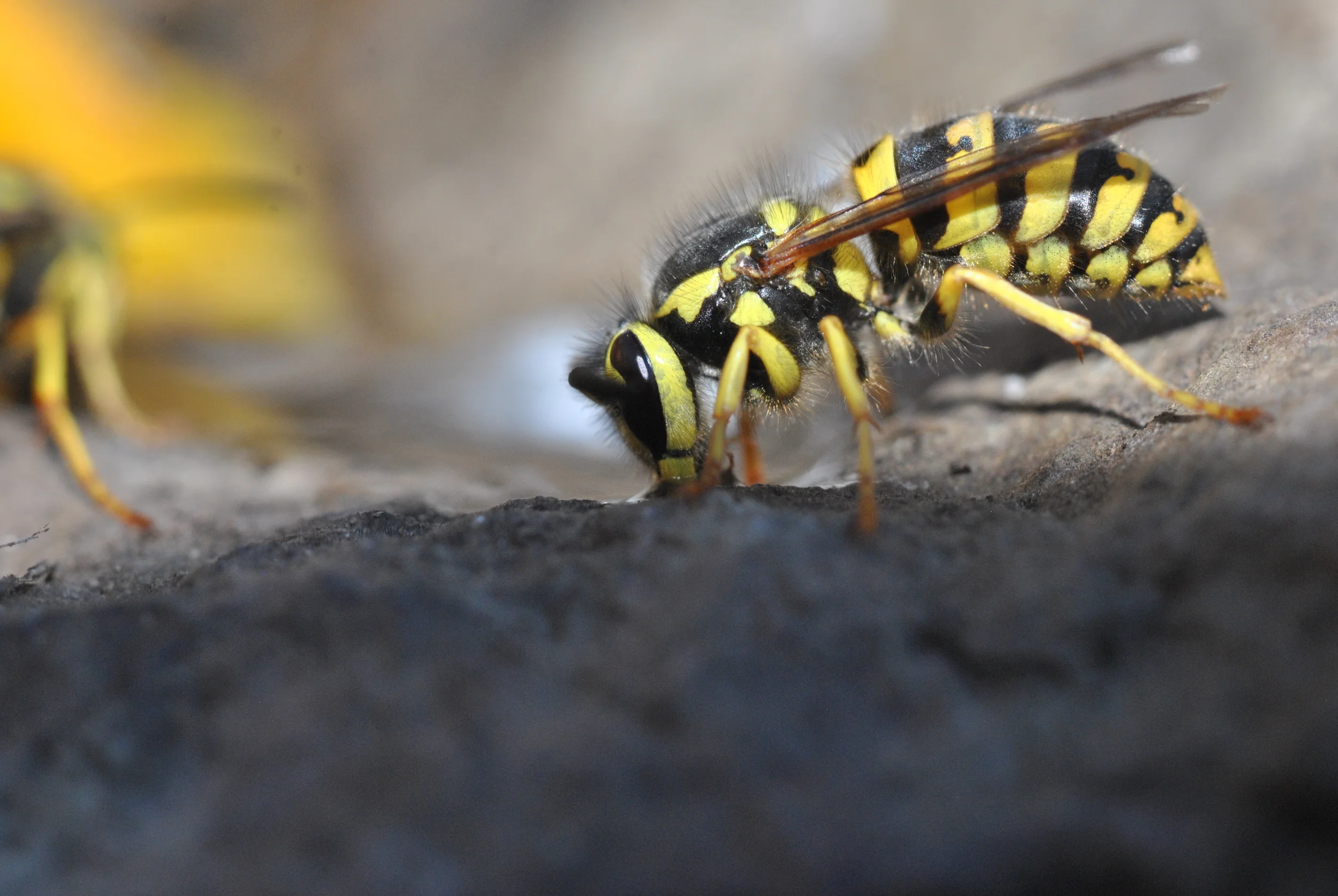 "Wasp Drinking Water"