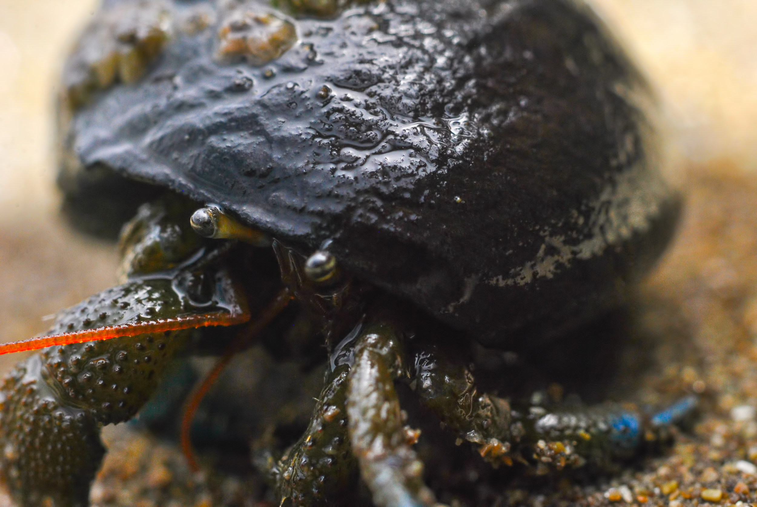 "Hermit Crab"