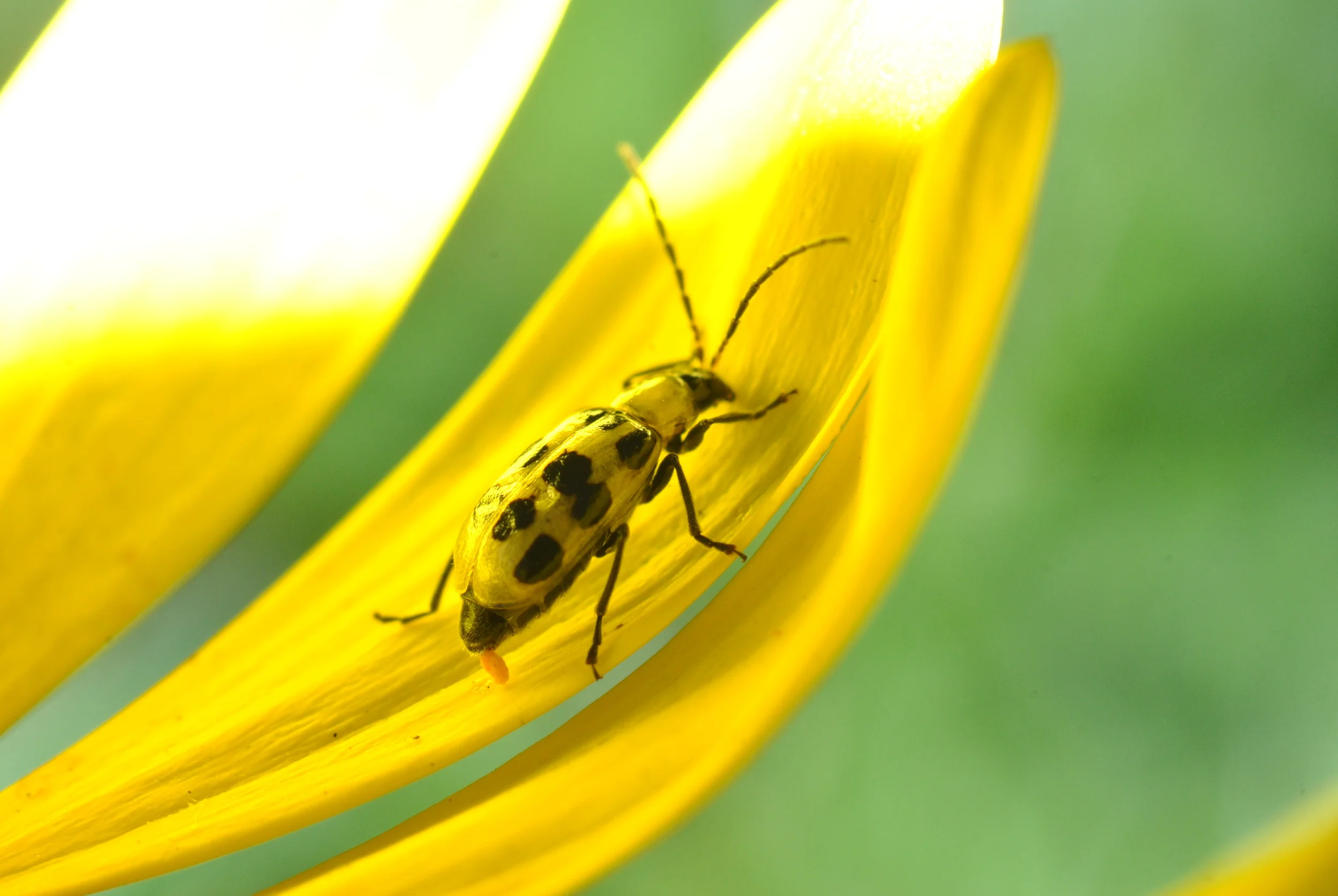 "Cucumber Beetle Laying Eggs"