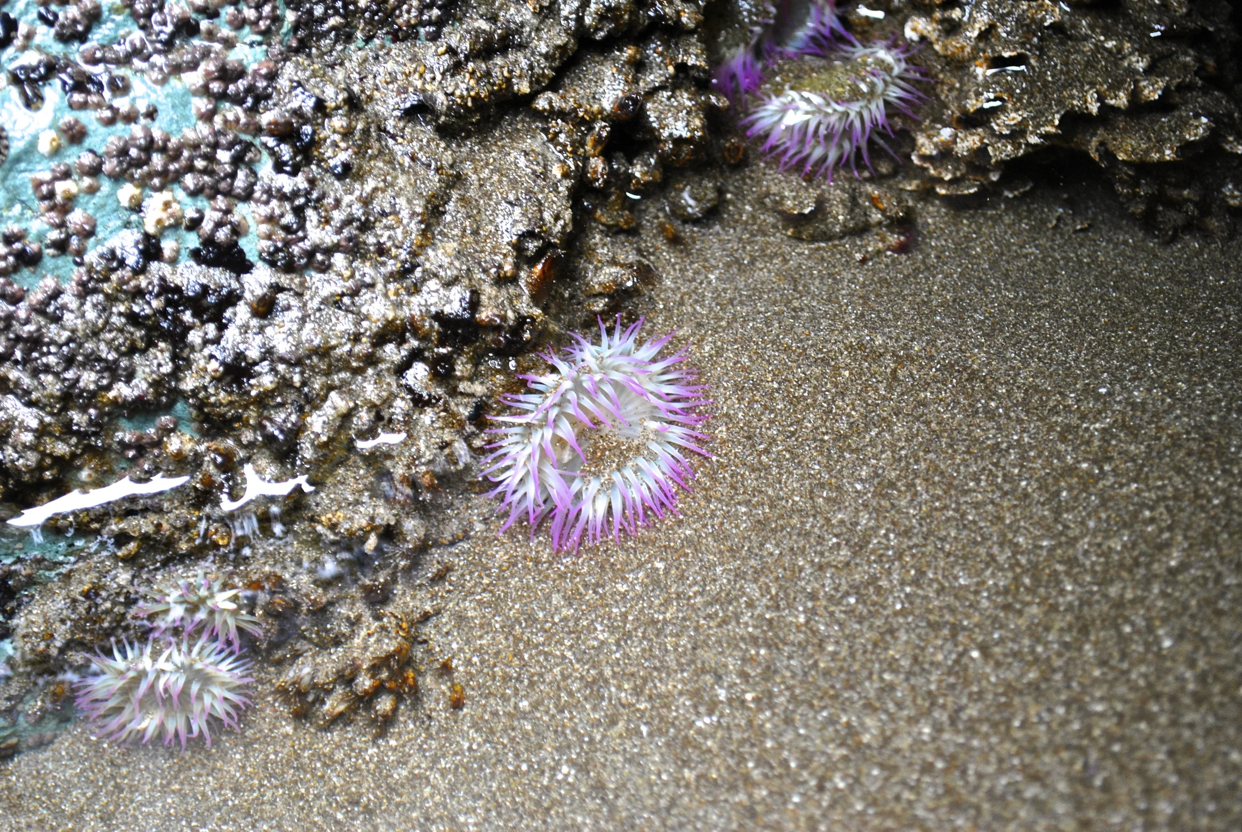 "Sea Anemone"