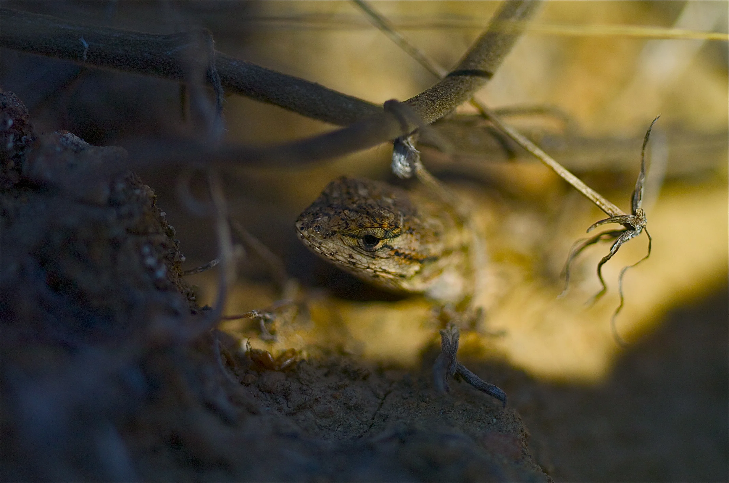 "Lizard"