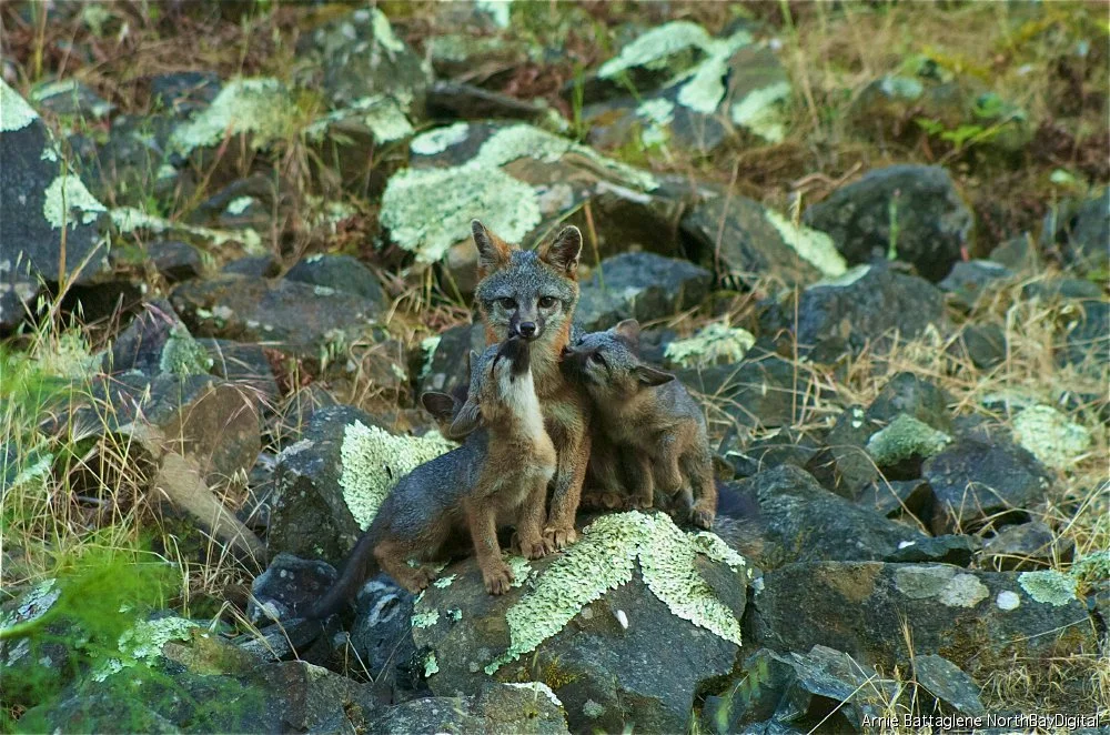 "Grey Fox Mother and two Cubs"