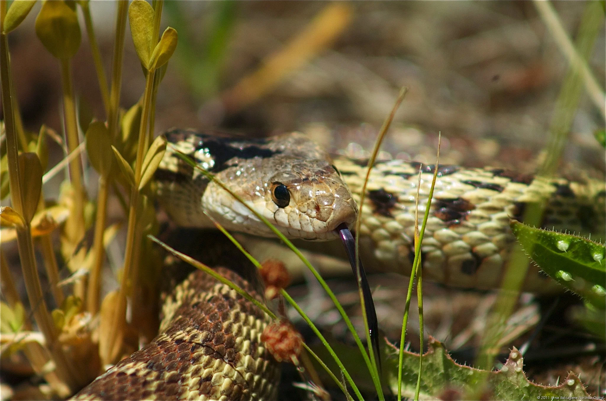 "Gopher Snake"