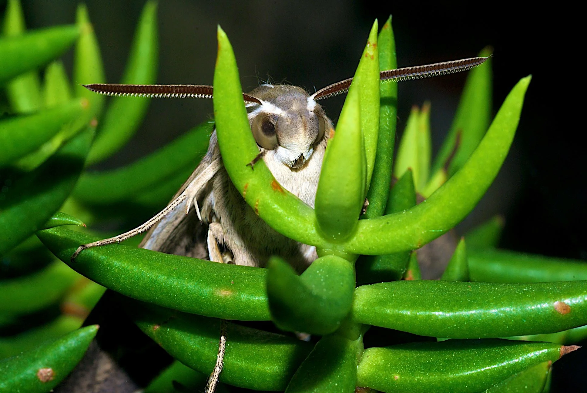 "Moth in Succulent"