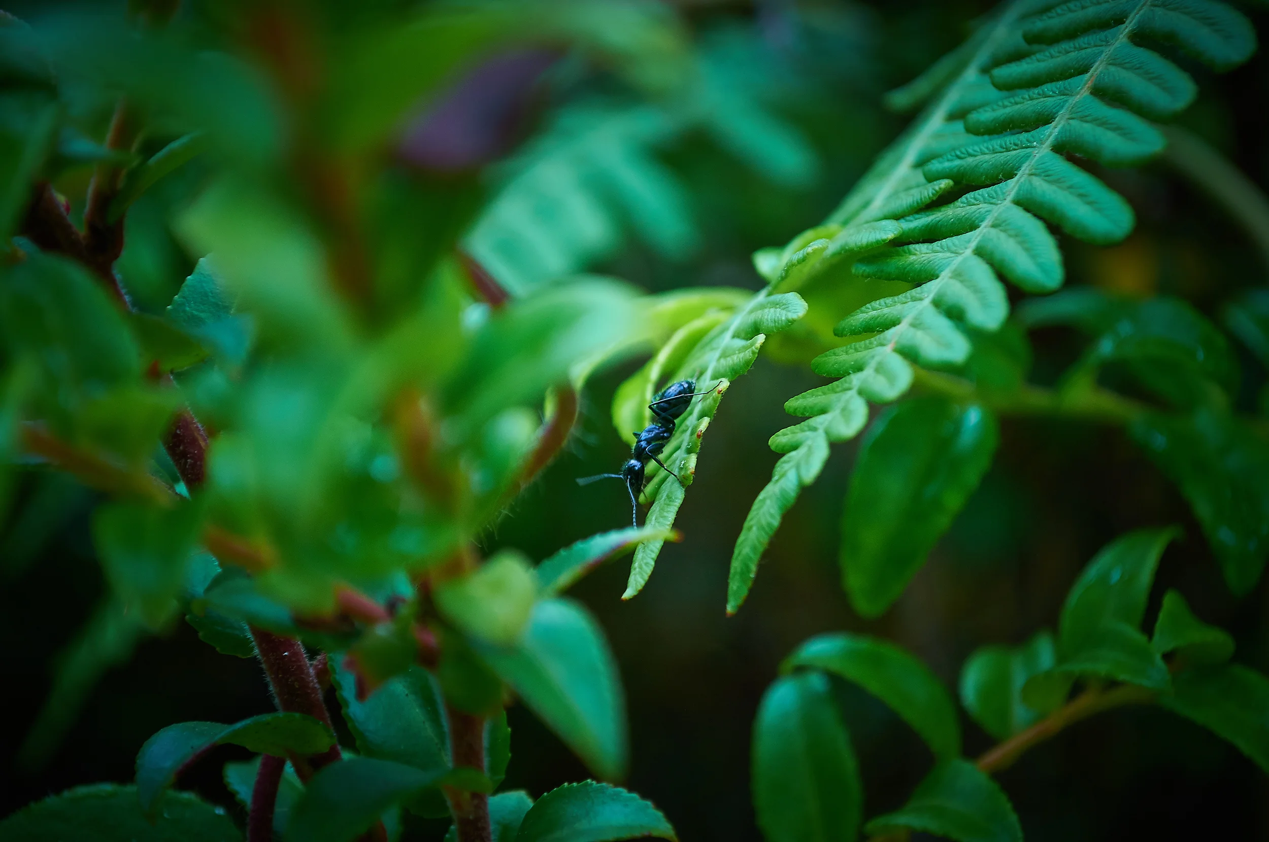 "Ant on Leaf"