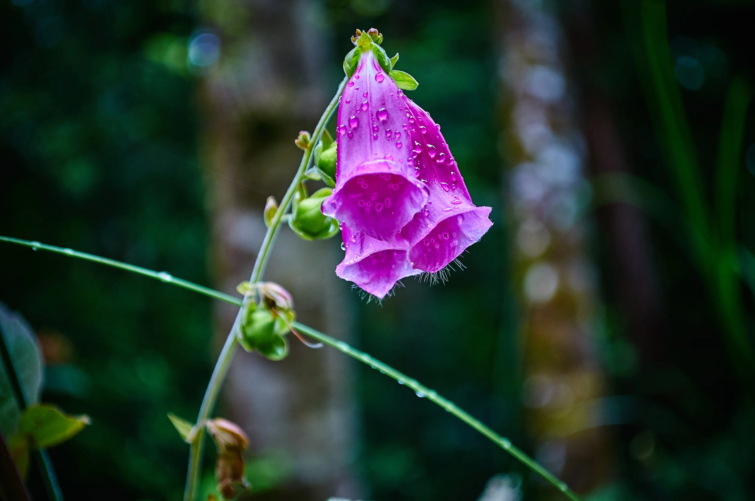 "Foxglove"