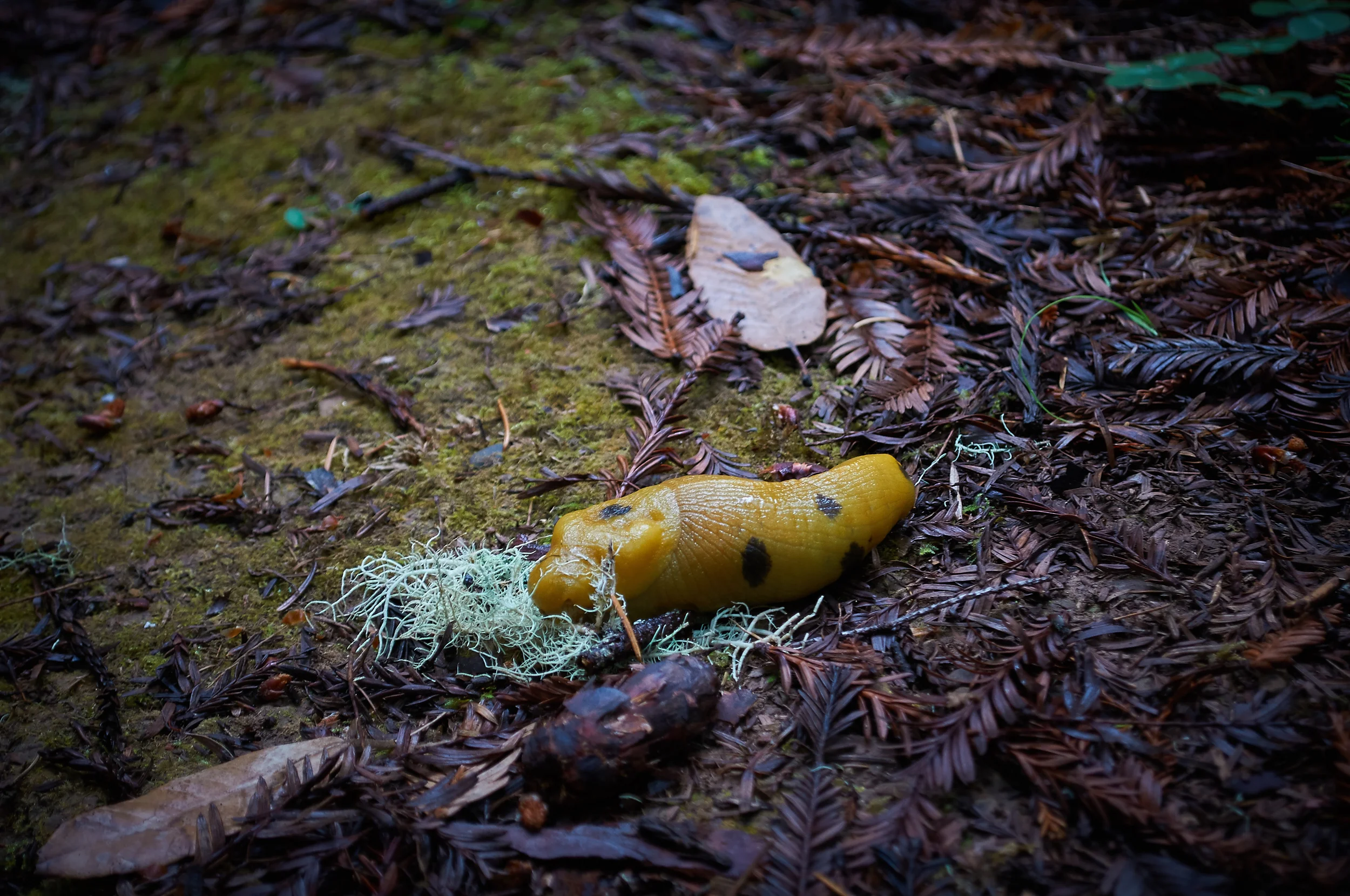 "Banana Slug Eating Lichen"