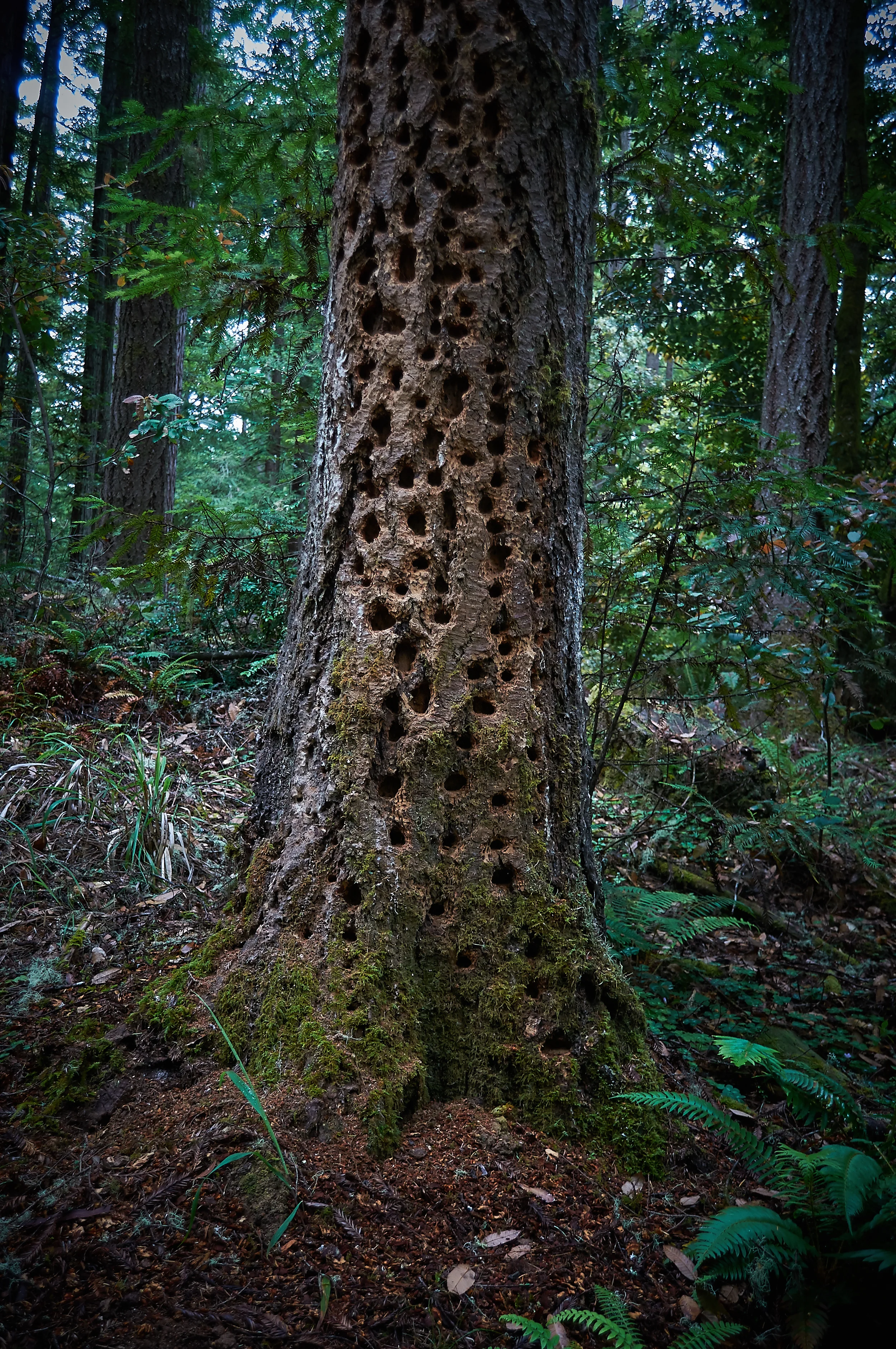 "Here there be Woodpeckers"