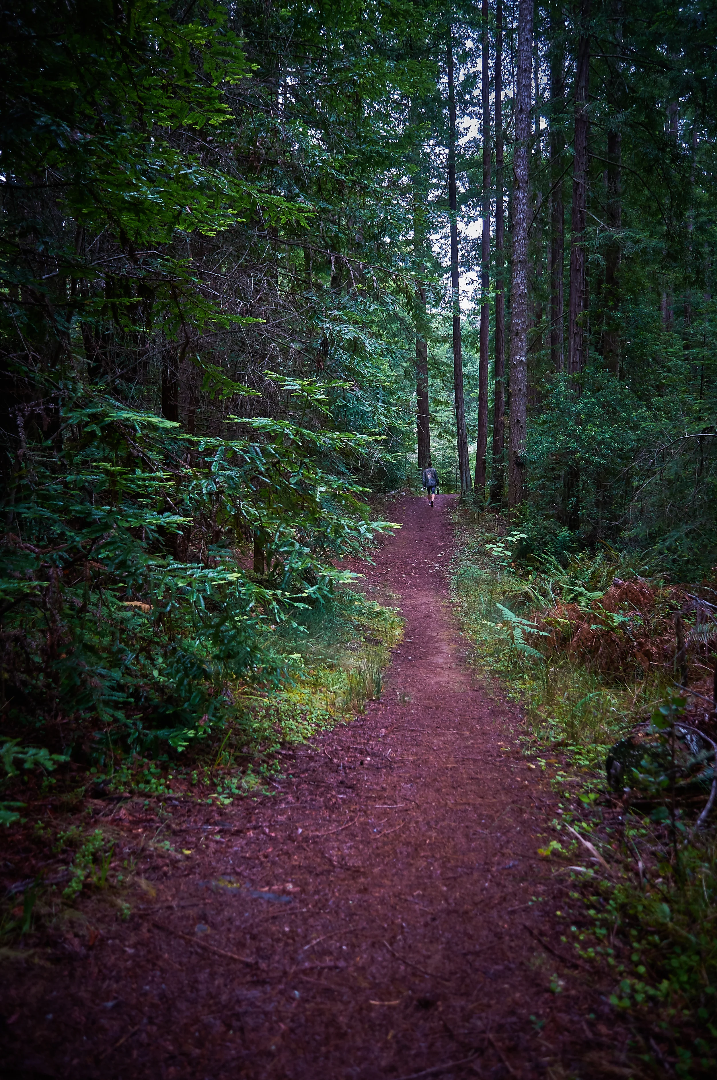 "Into the Woods"