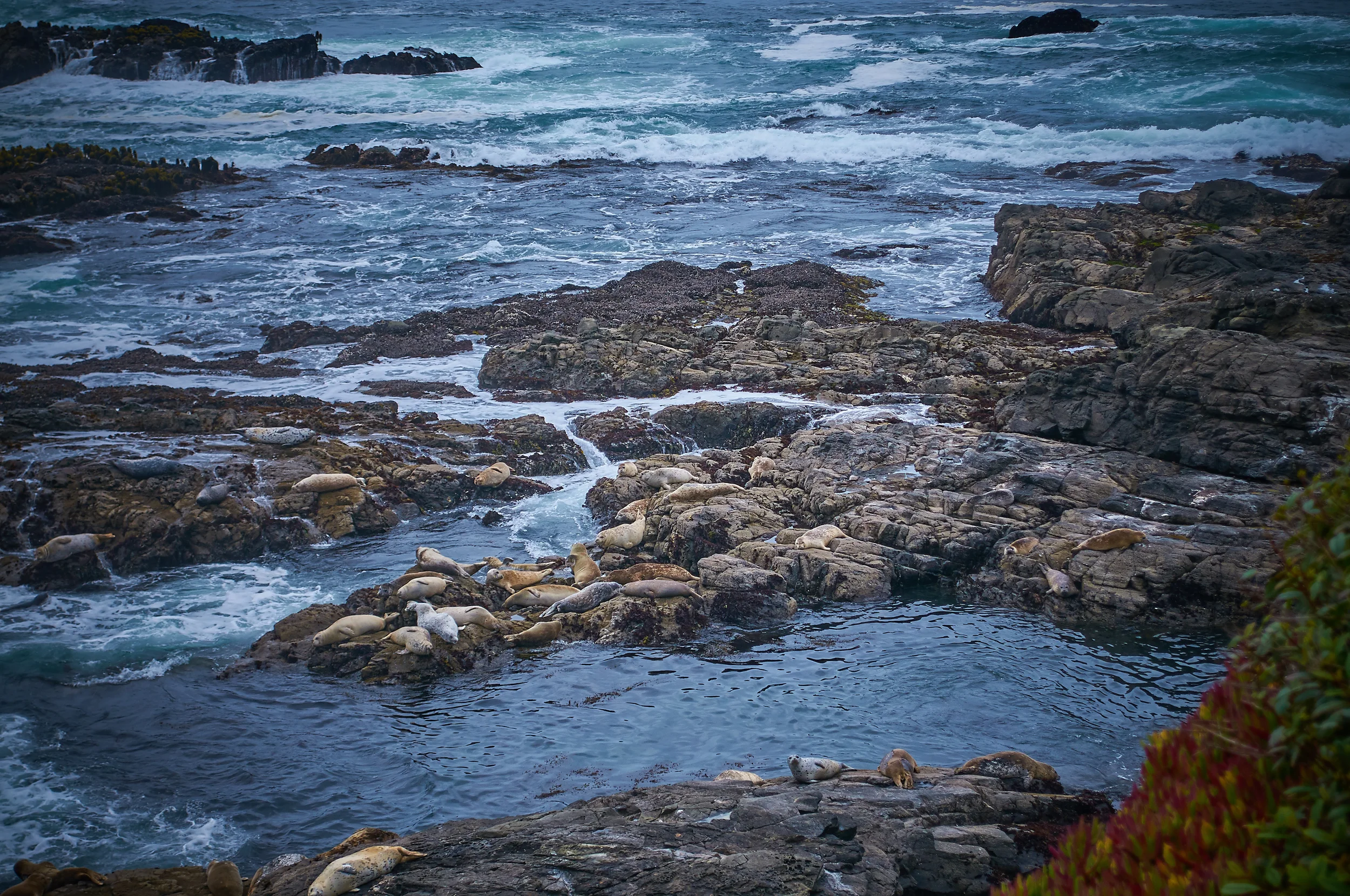 "Sea Lions"