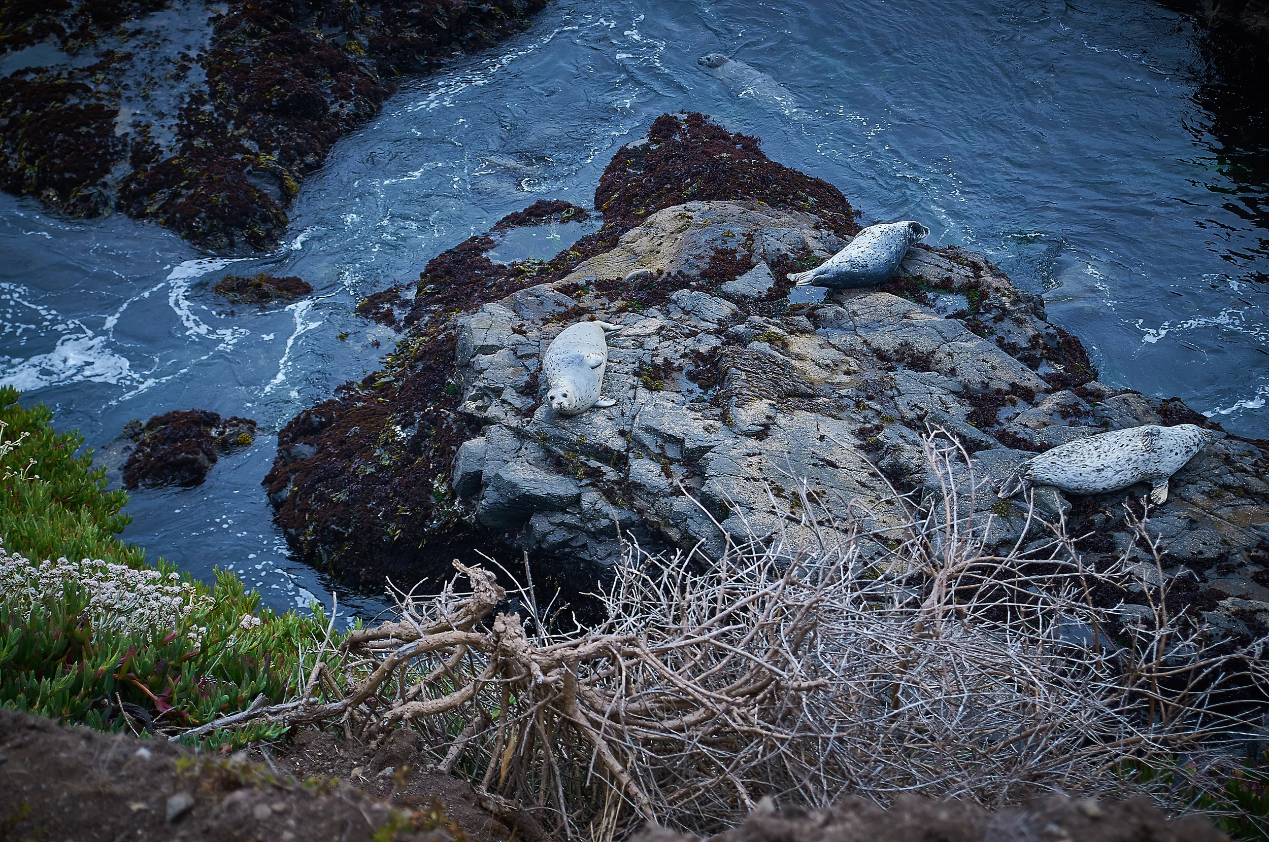 "Sea Lions"