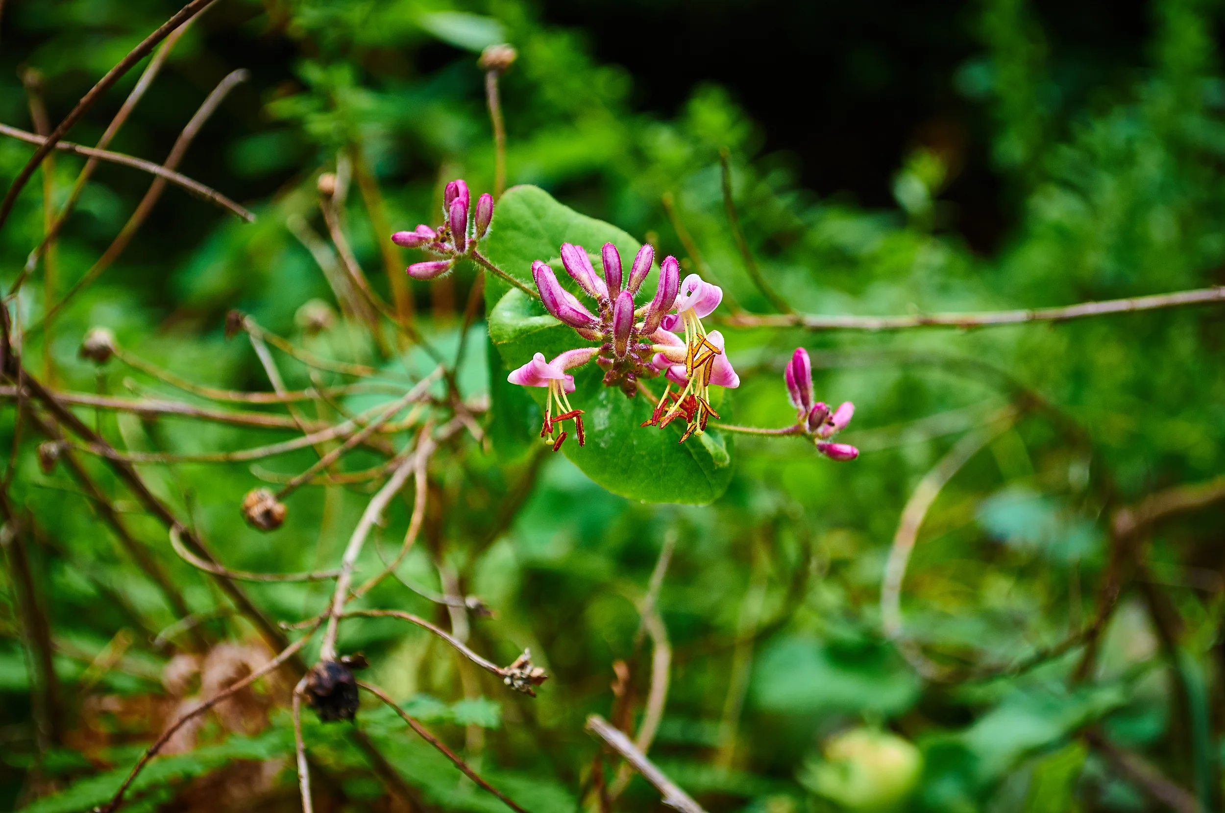 "Columbine"