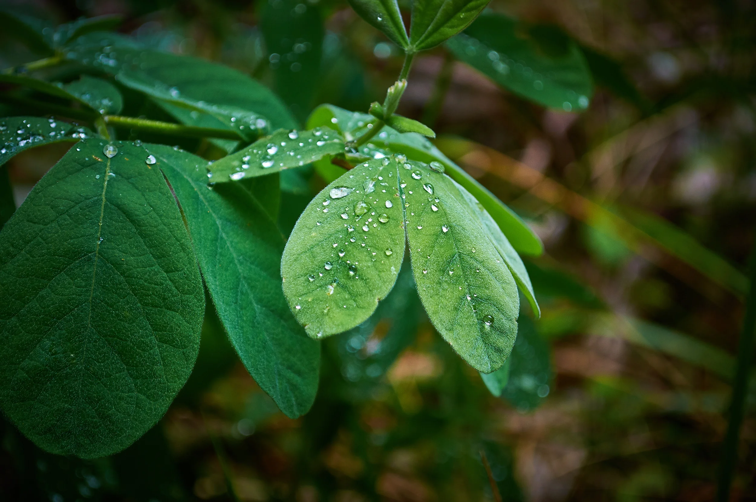 Dew Speckled Leaves"