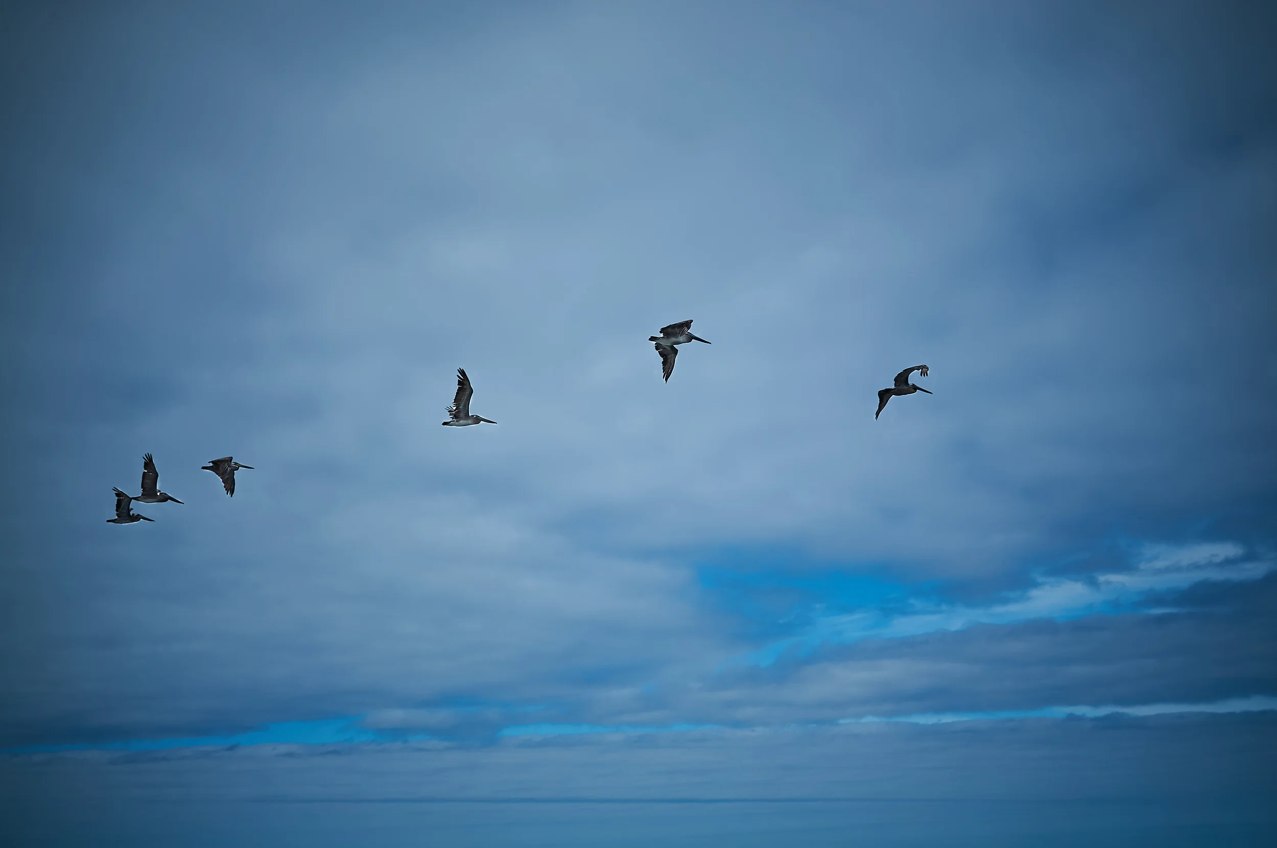"Pelicans"