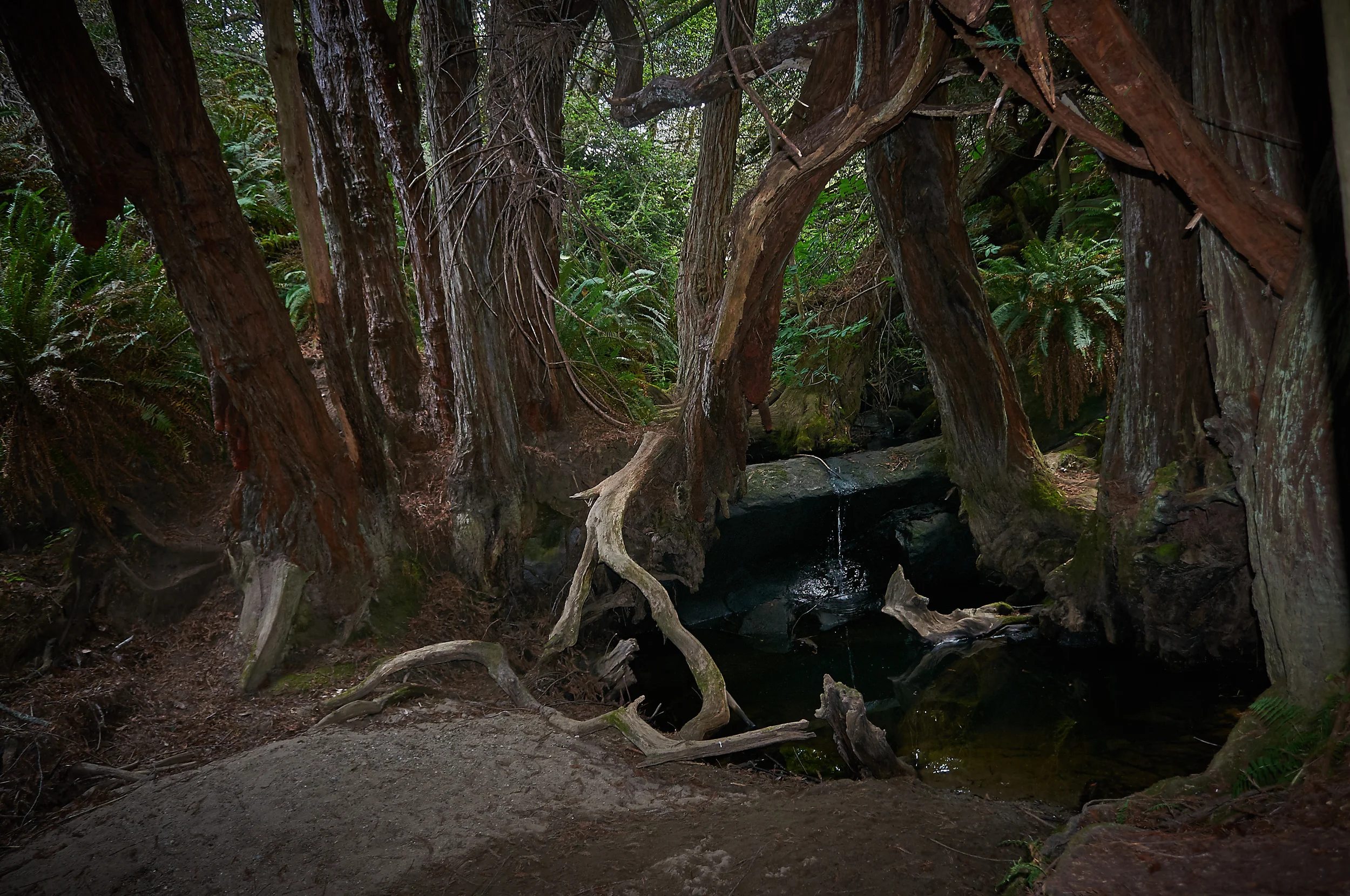 "Mermaid Grove"