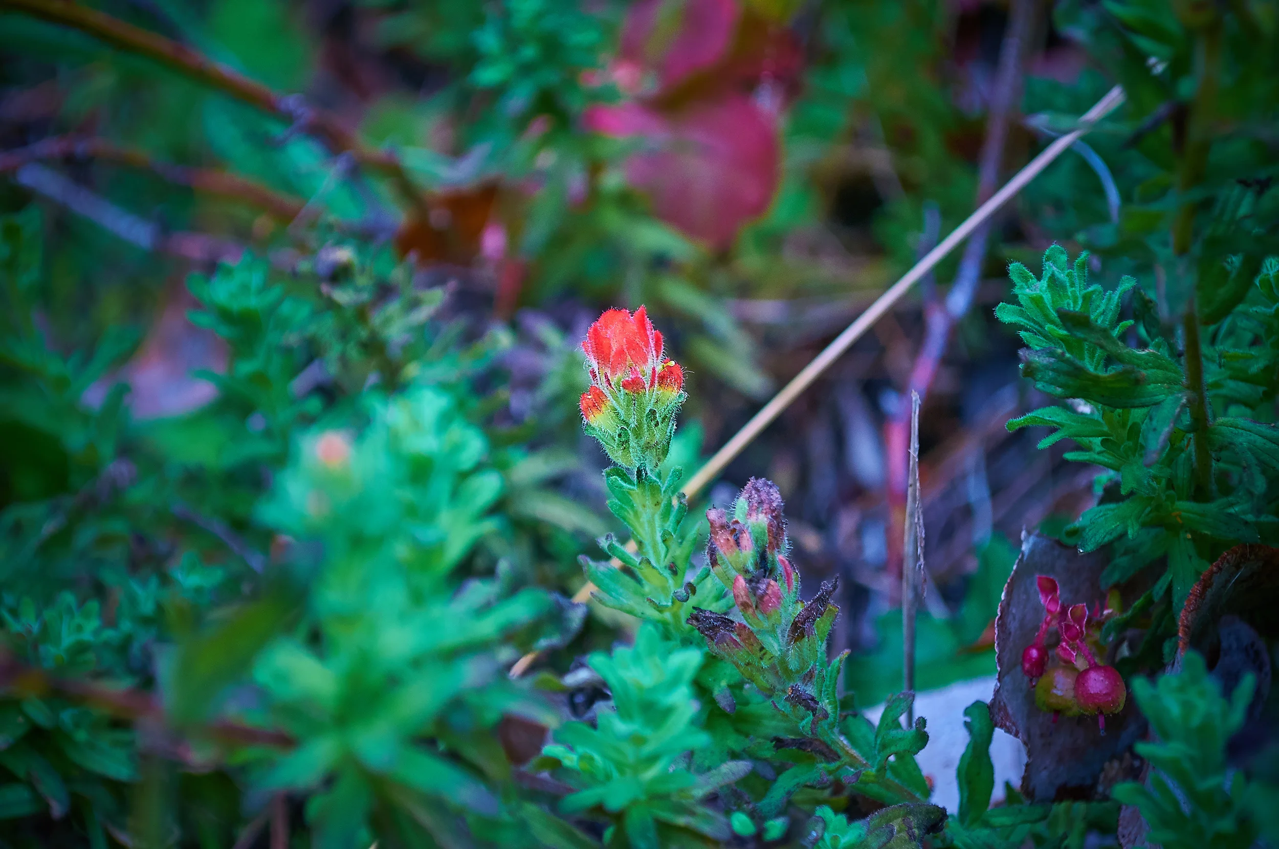 "Indian Paintbrush"