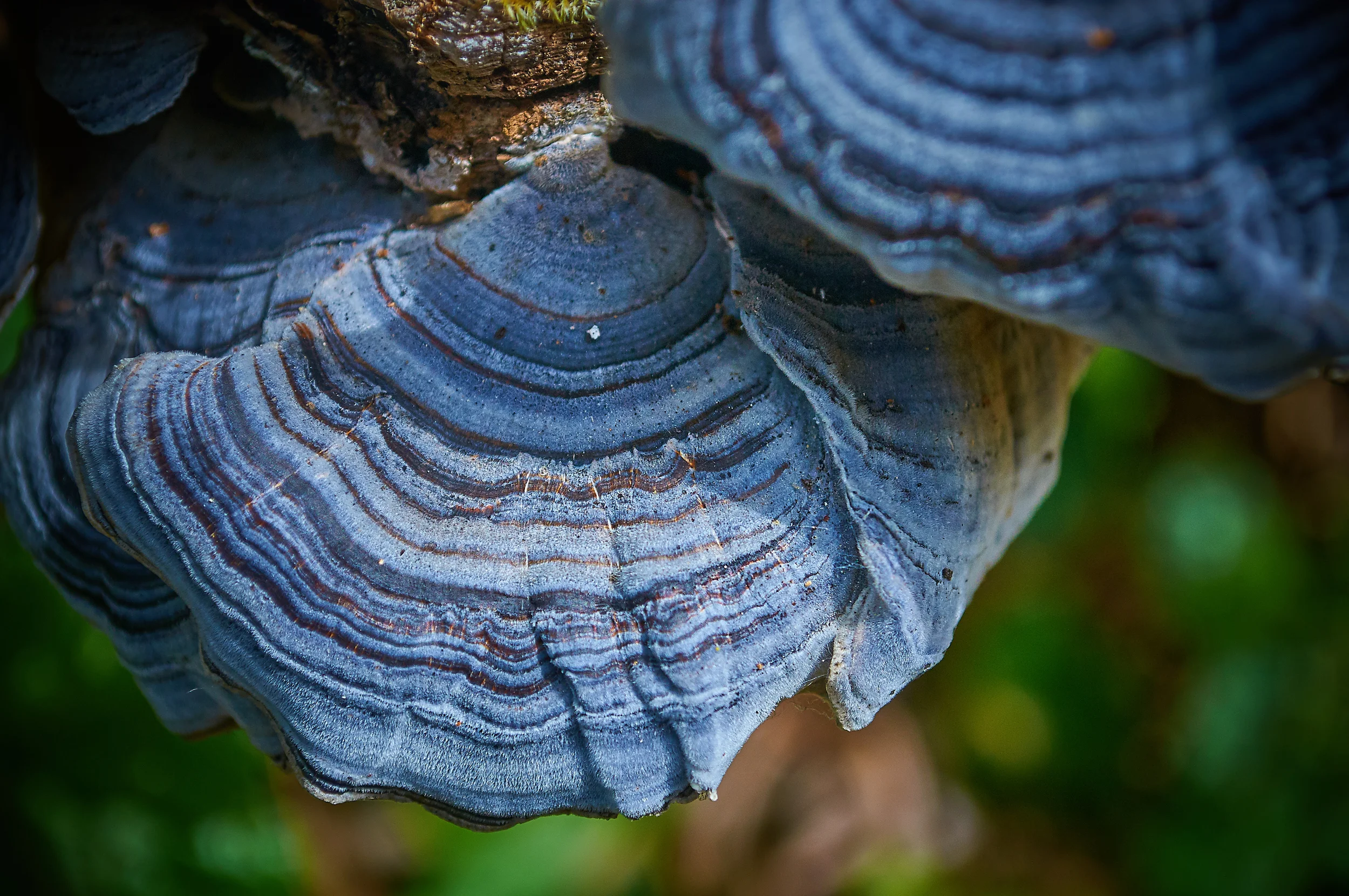 "Bracket Fungi"