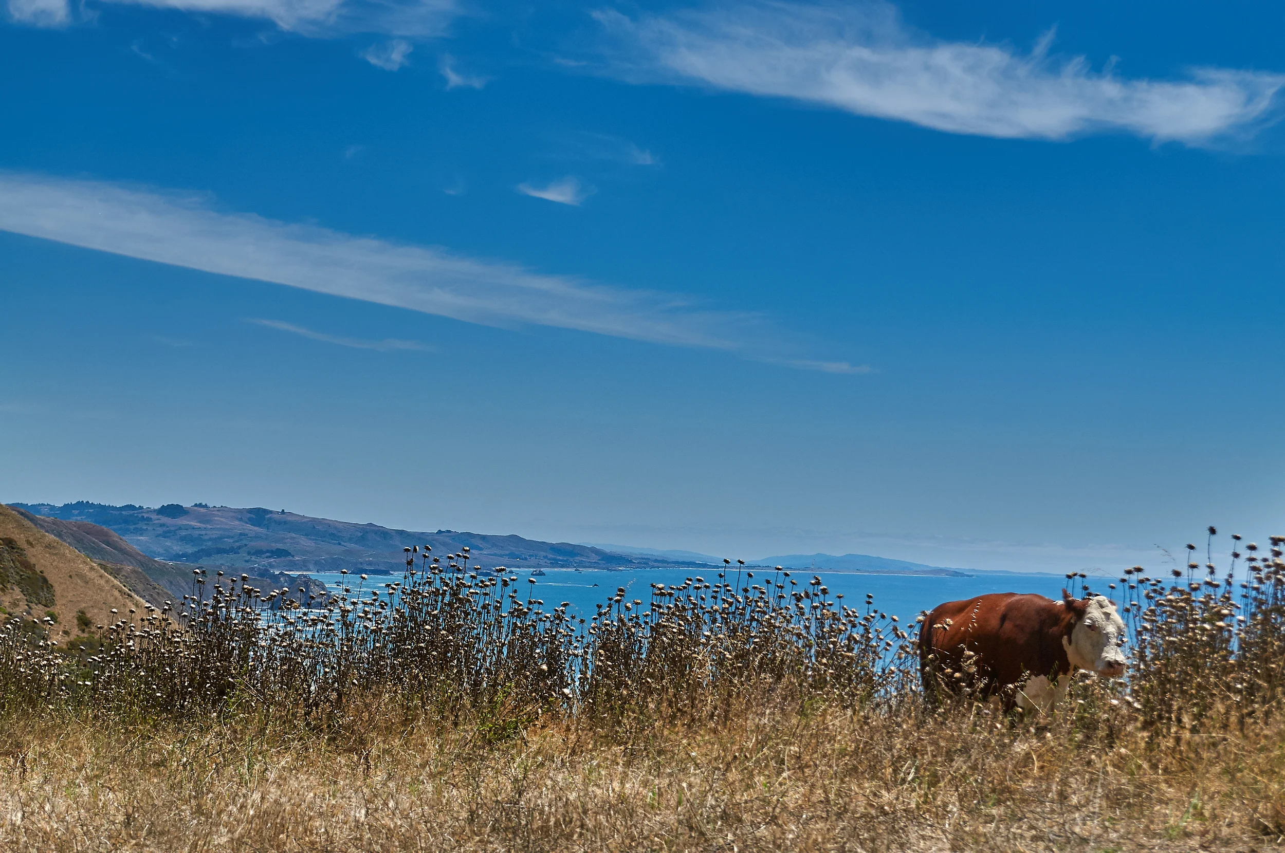 "Cow on Coast"