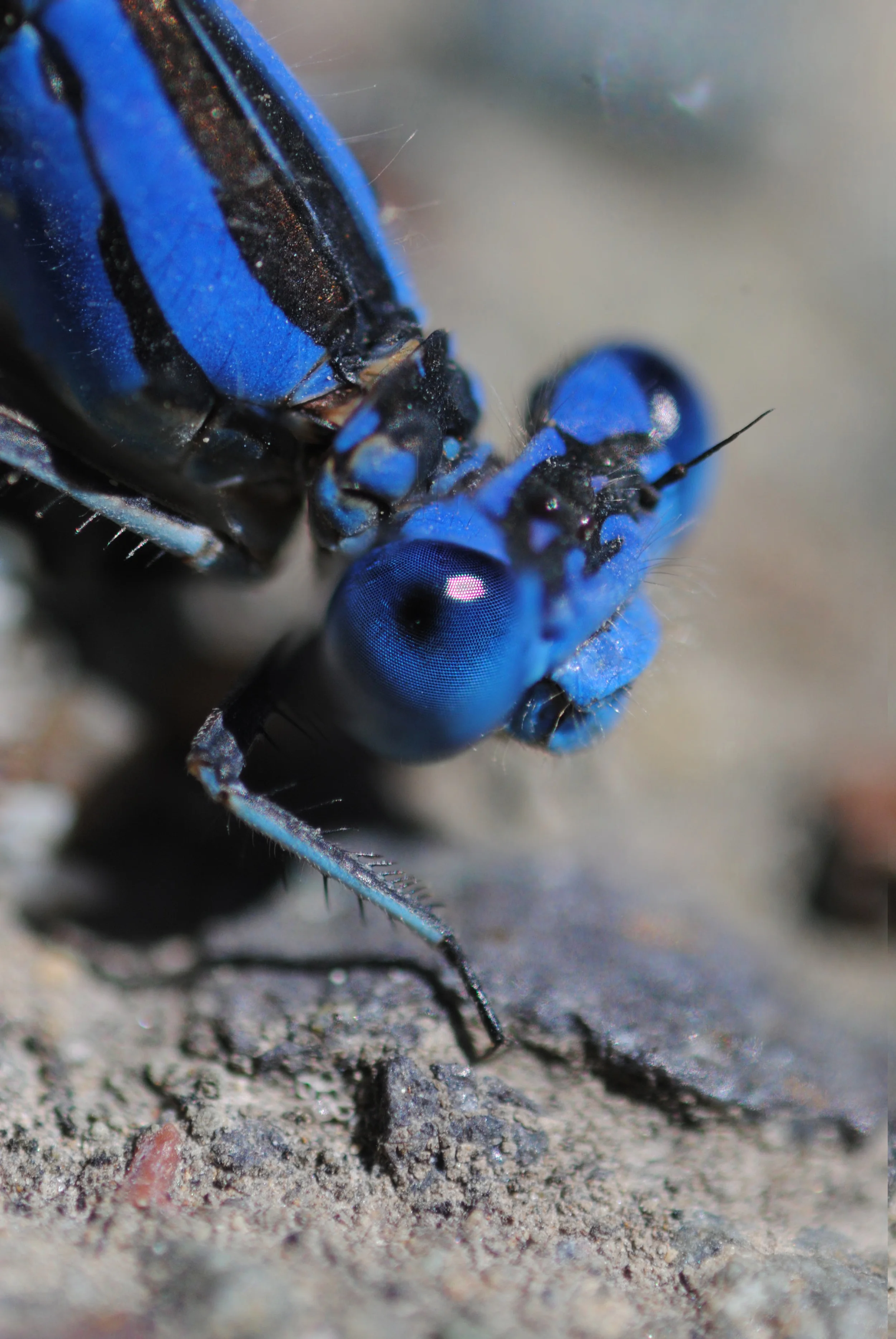 "Damselfly"