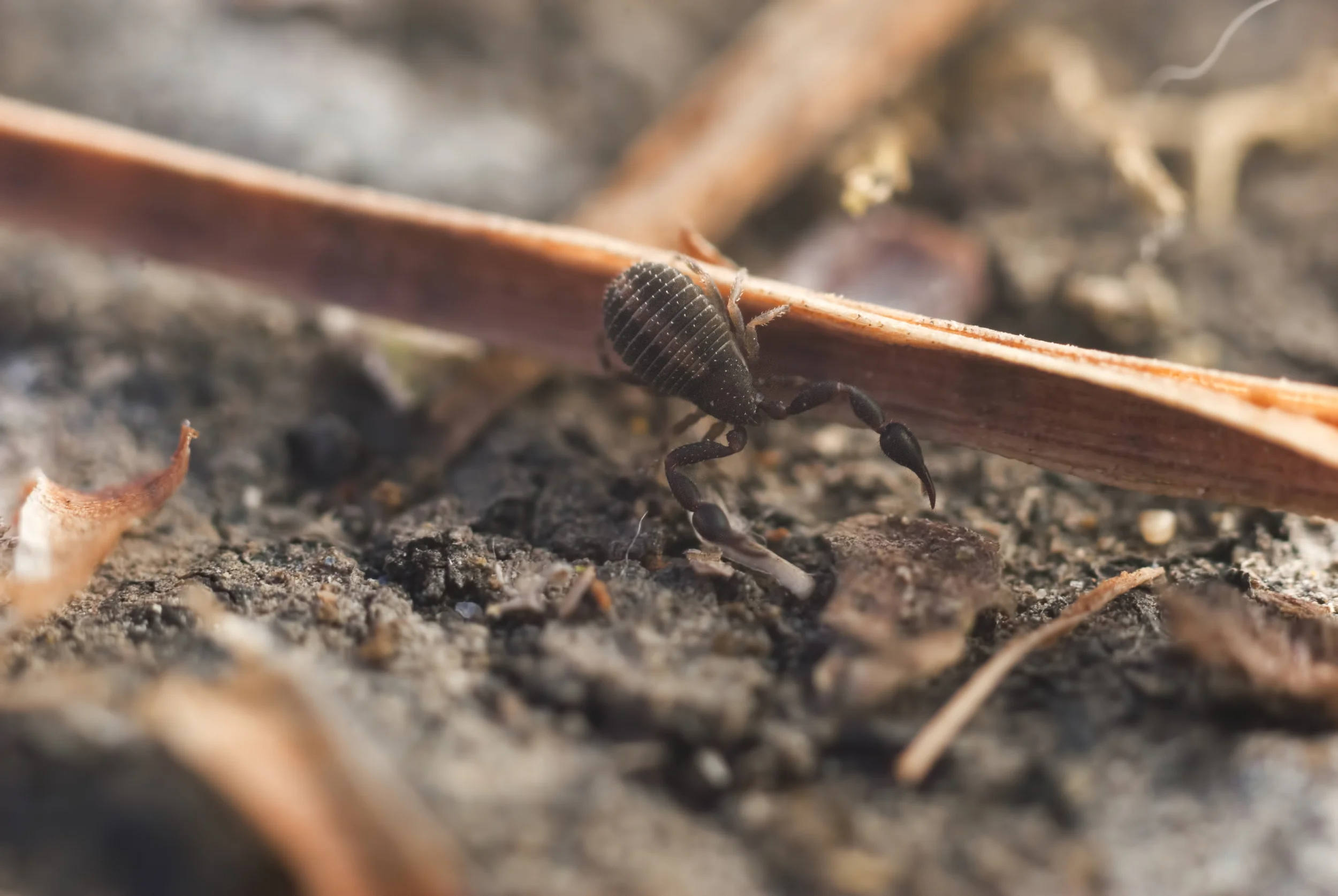 "Pseudoscorpion"