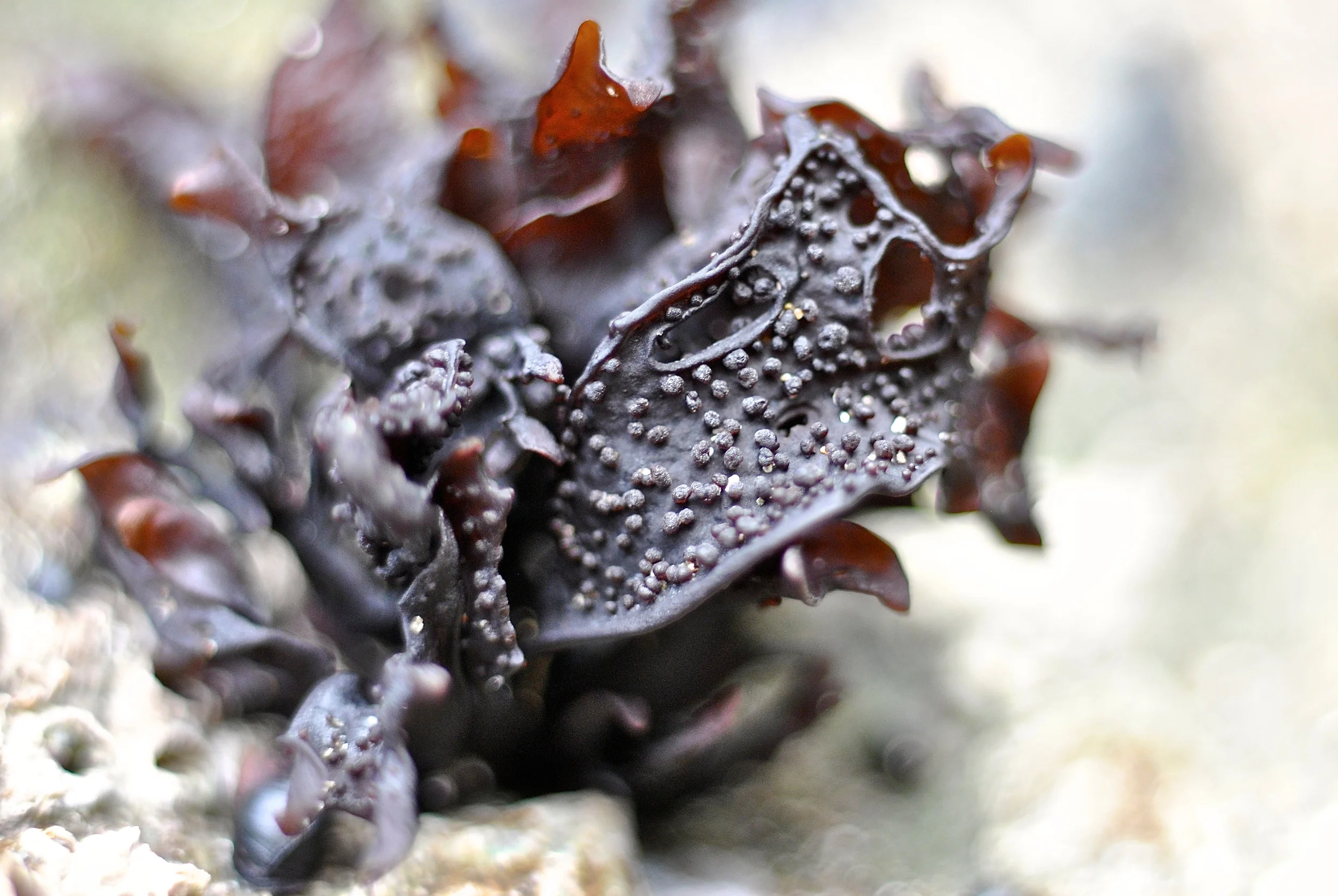 "Seaweed"
