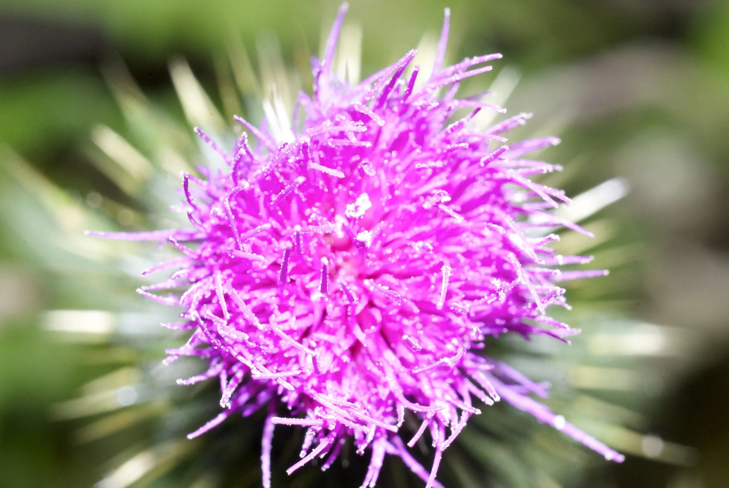 "Thistle"