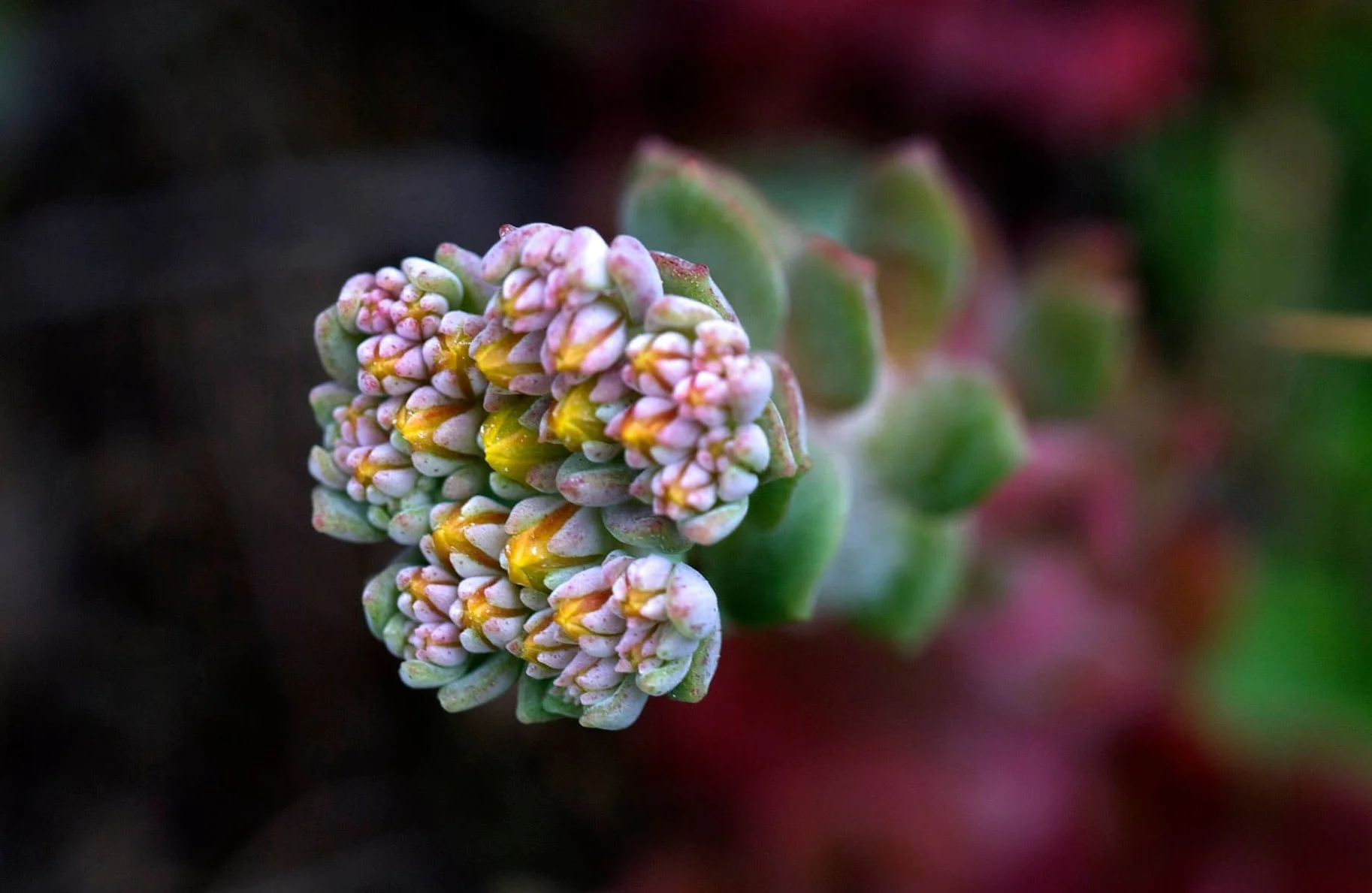 "Echeverias"