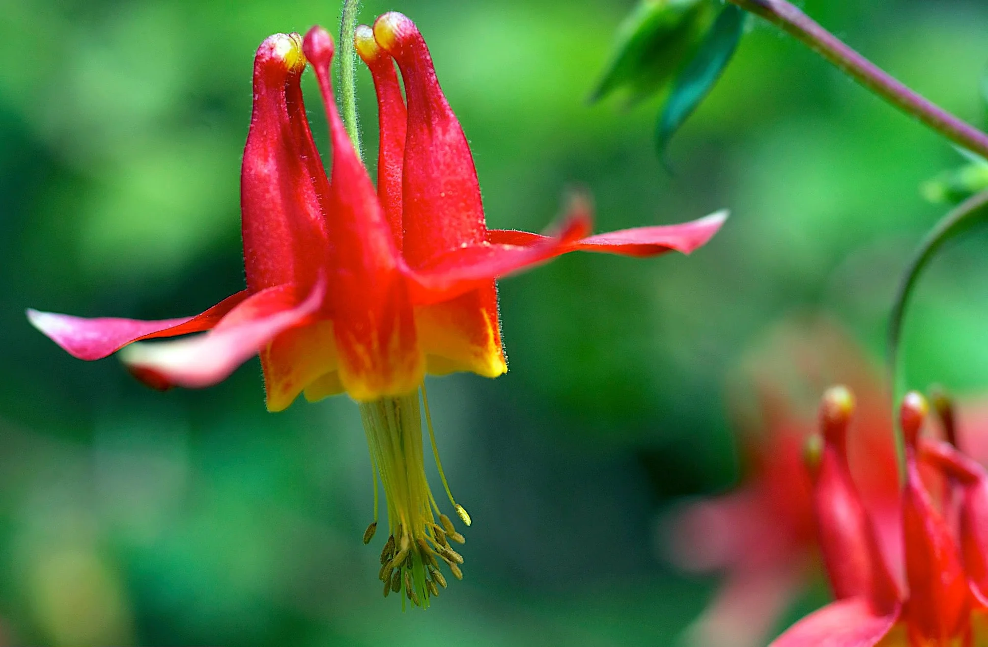 "Columbines"