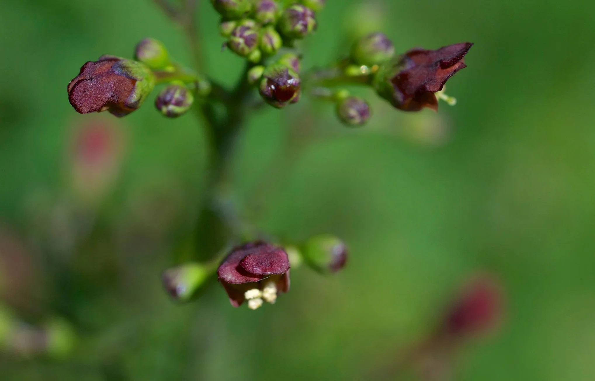 "Wild Rose"