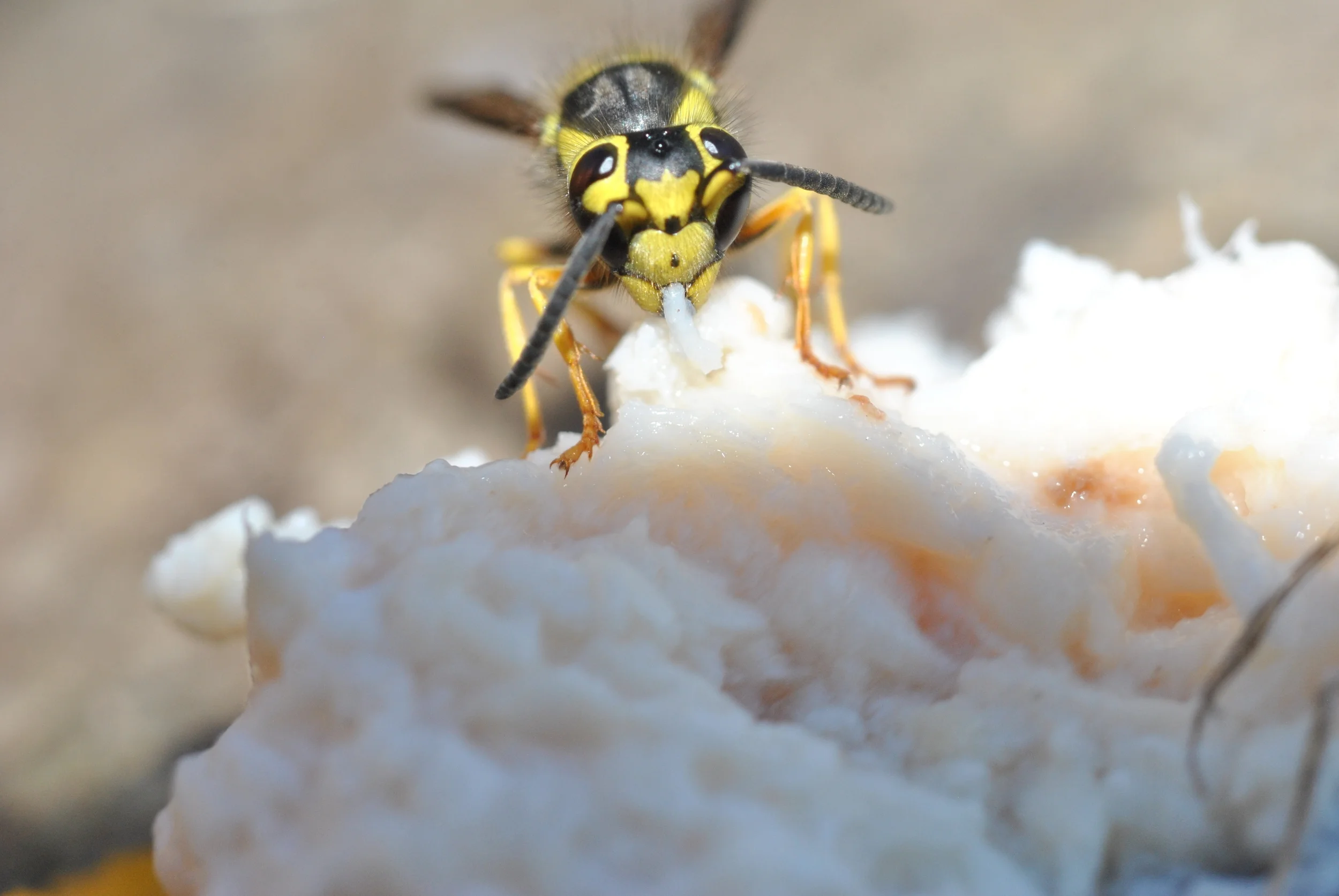 "Wasp Eating"