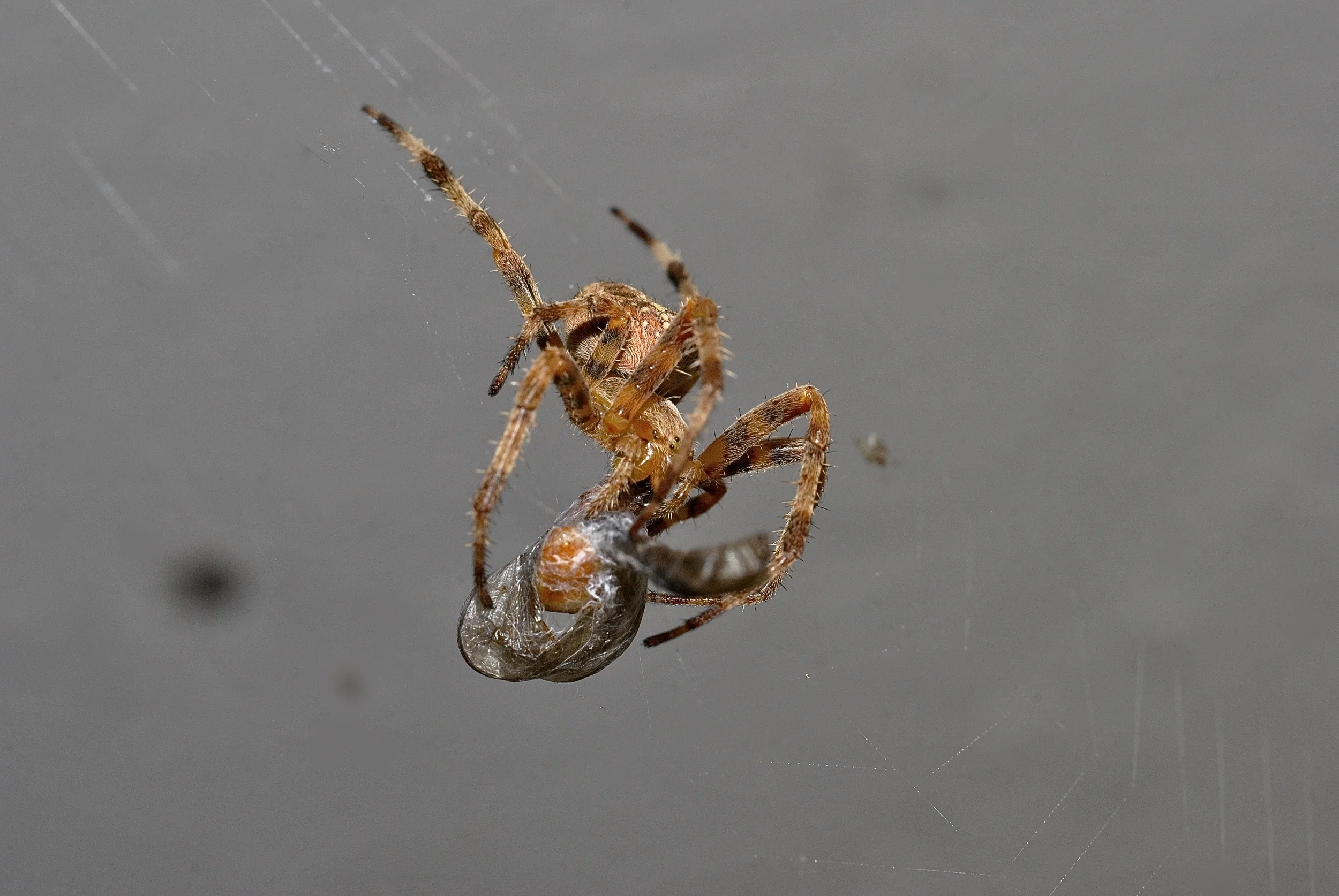 "Orb Weaver Spider